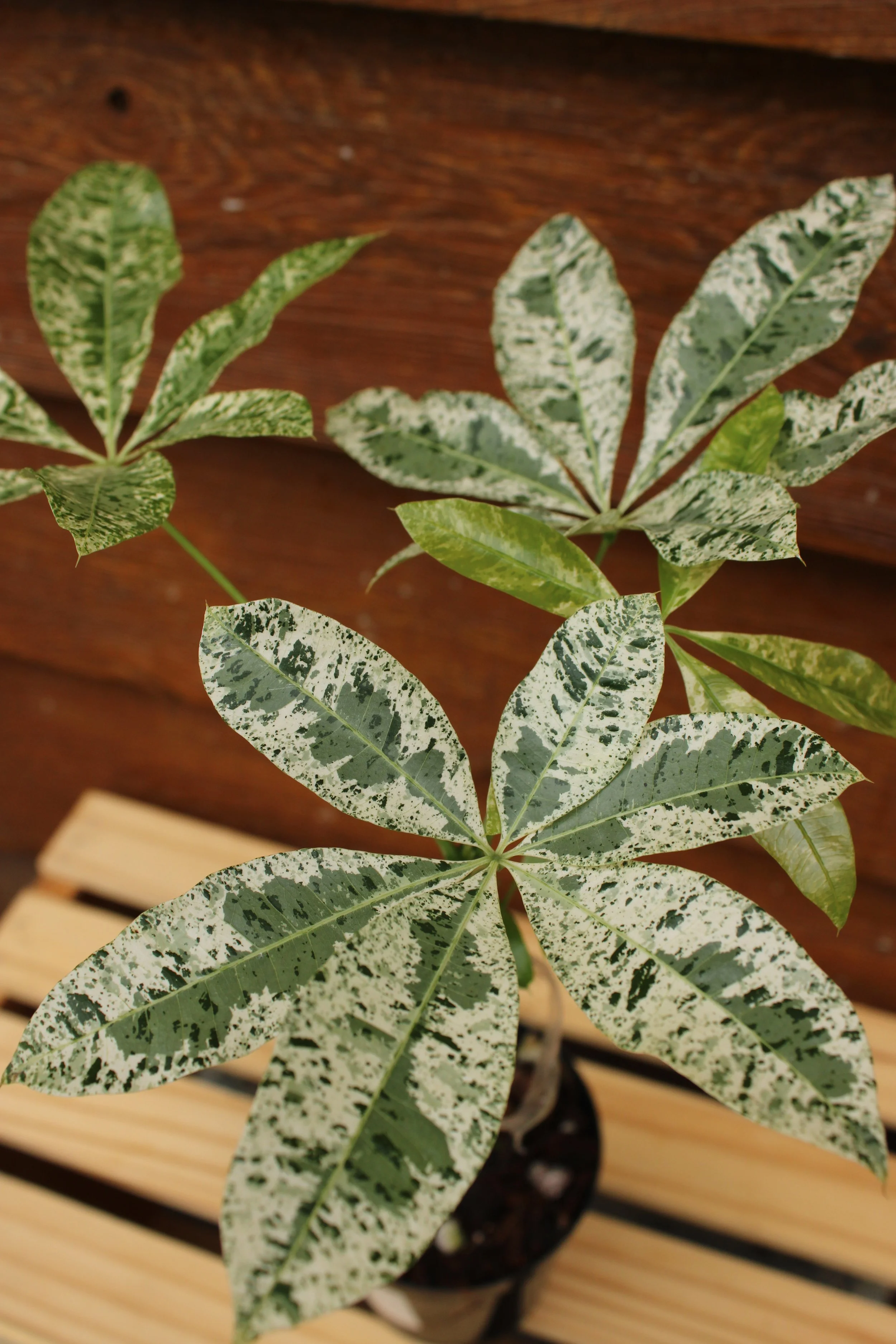 Money Tree Variegated Grafted 4"-6"