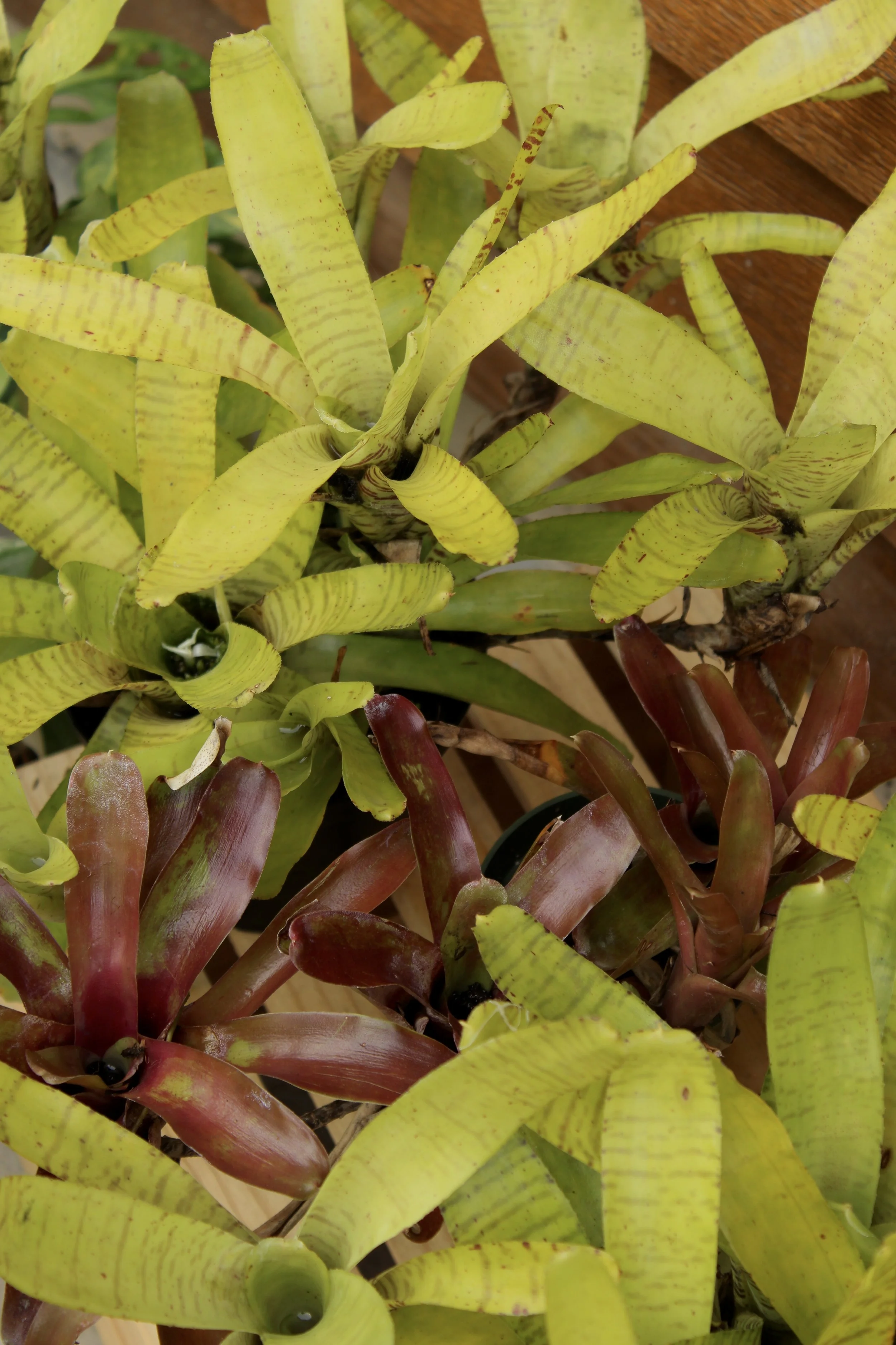 Assorted Bromeliad Cutting