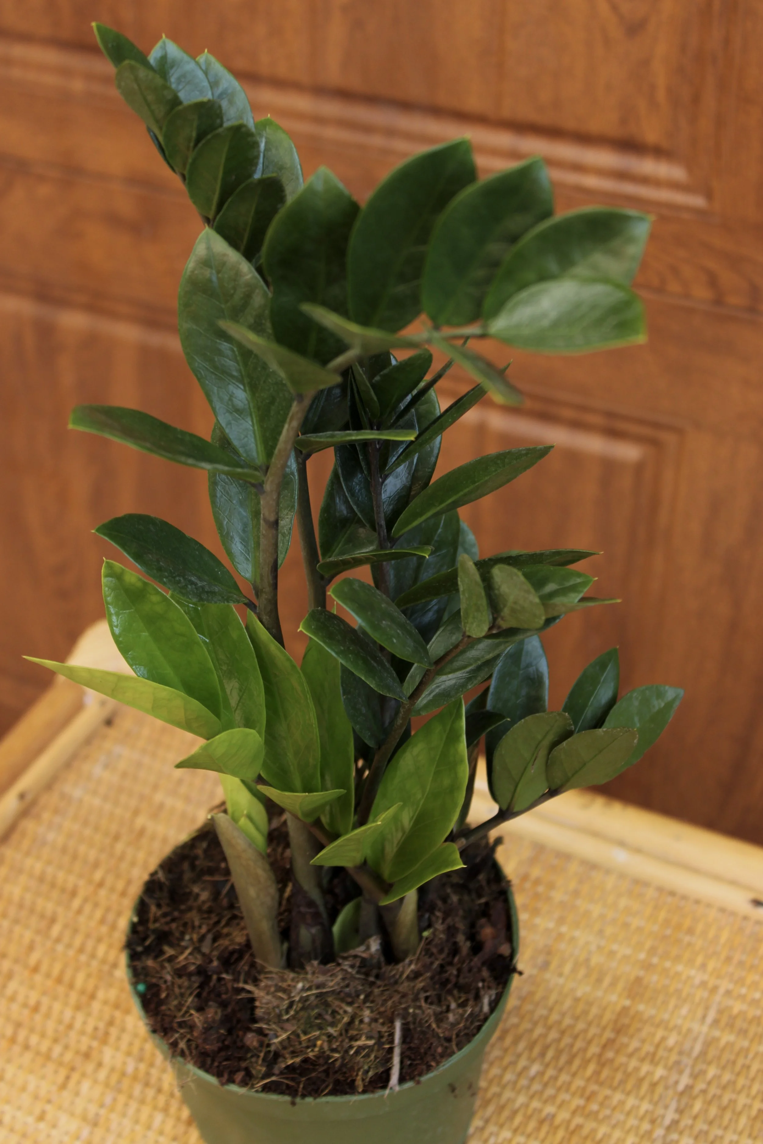 Zamioculcas Zamifolia