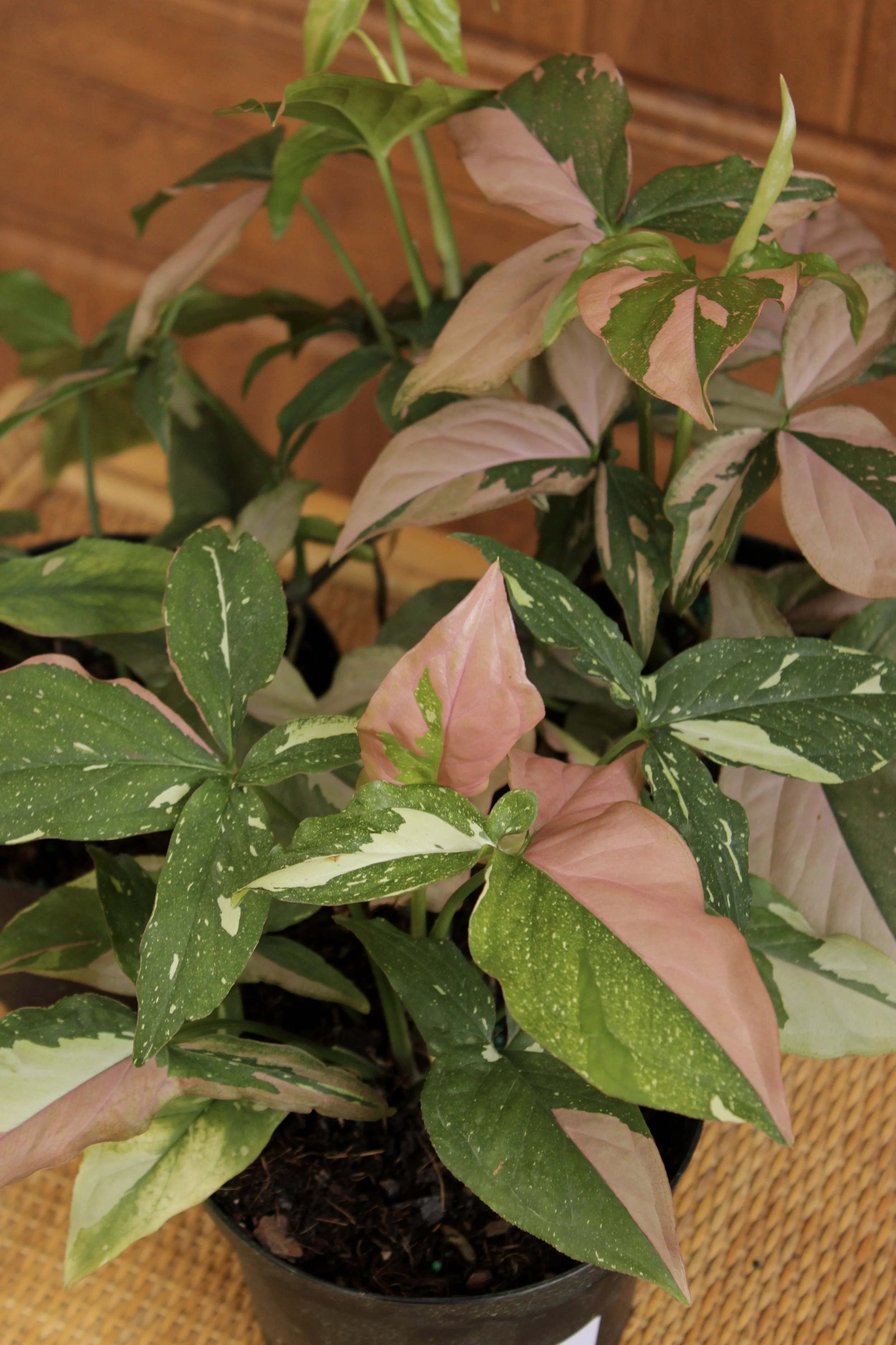 Syngonium 'Tricolor'