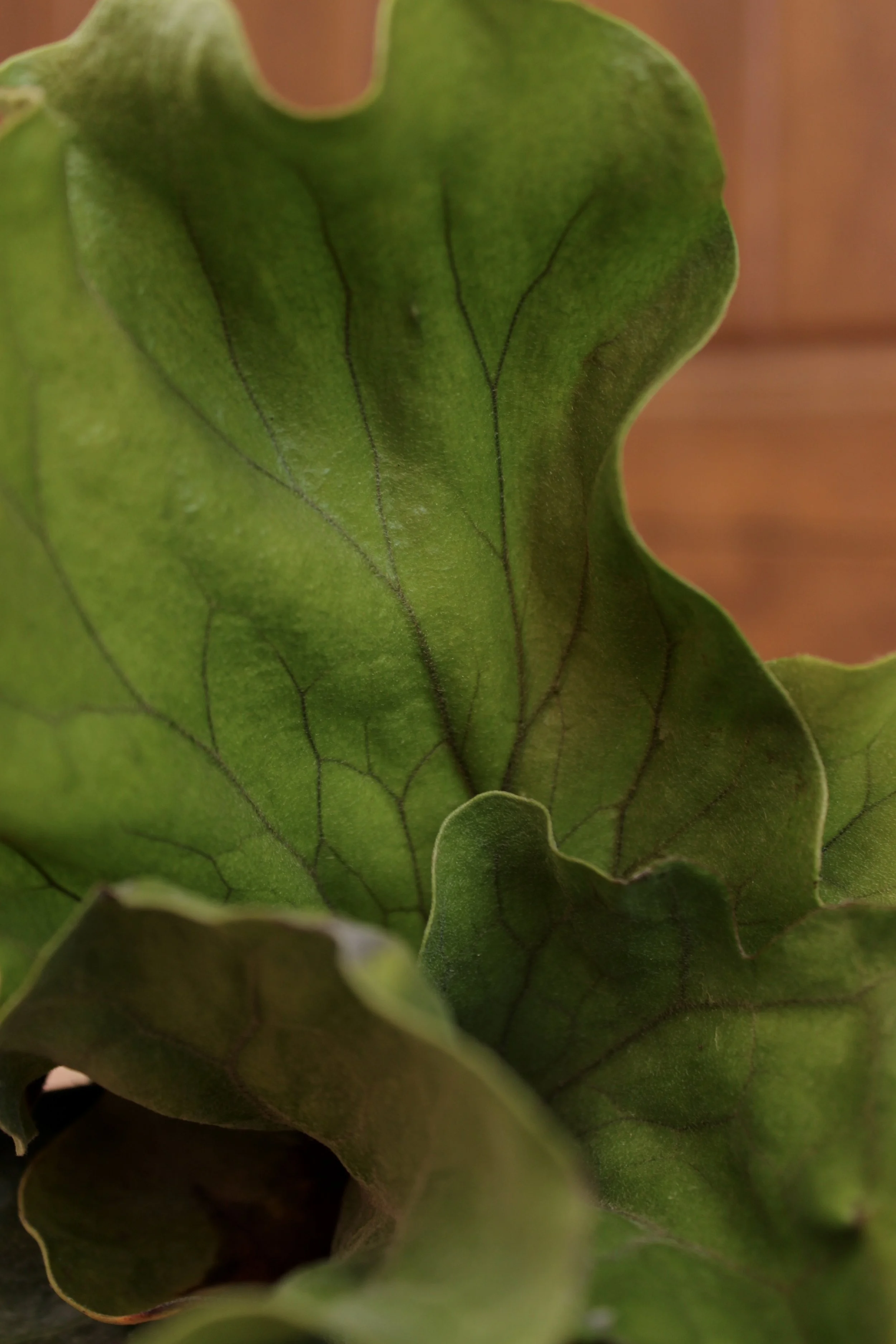 Fern Platycerium Superbum