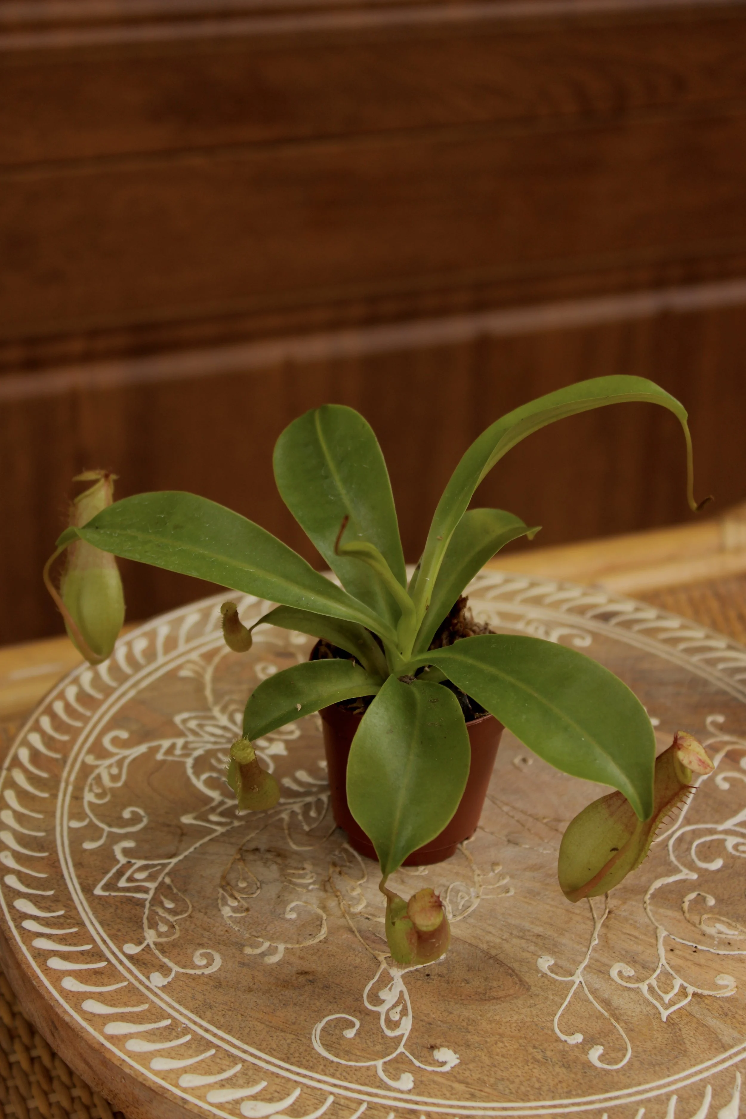 2" Carnivorous Bundle