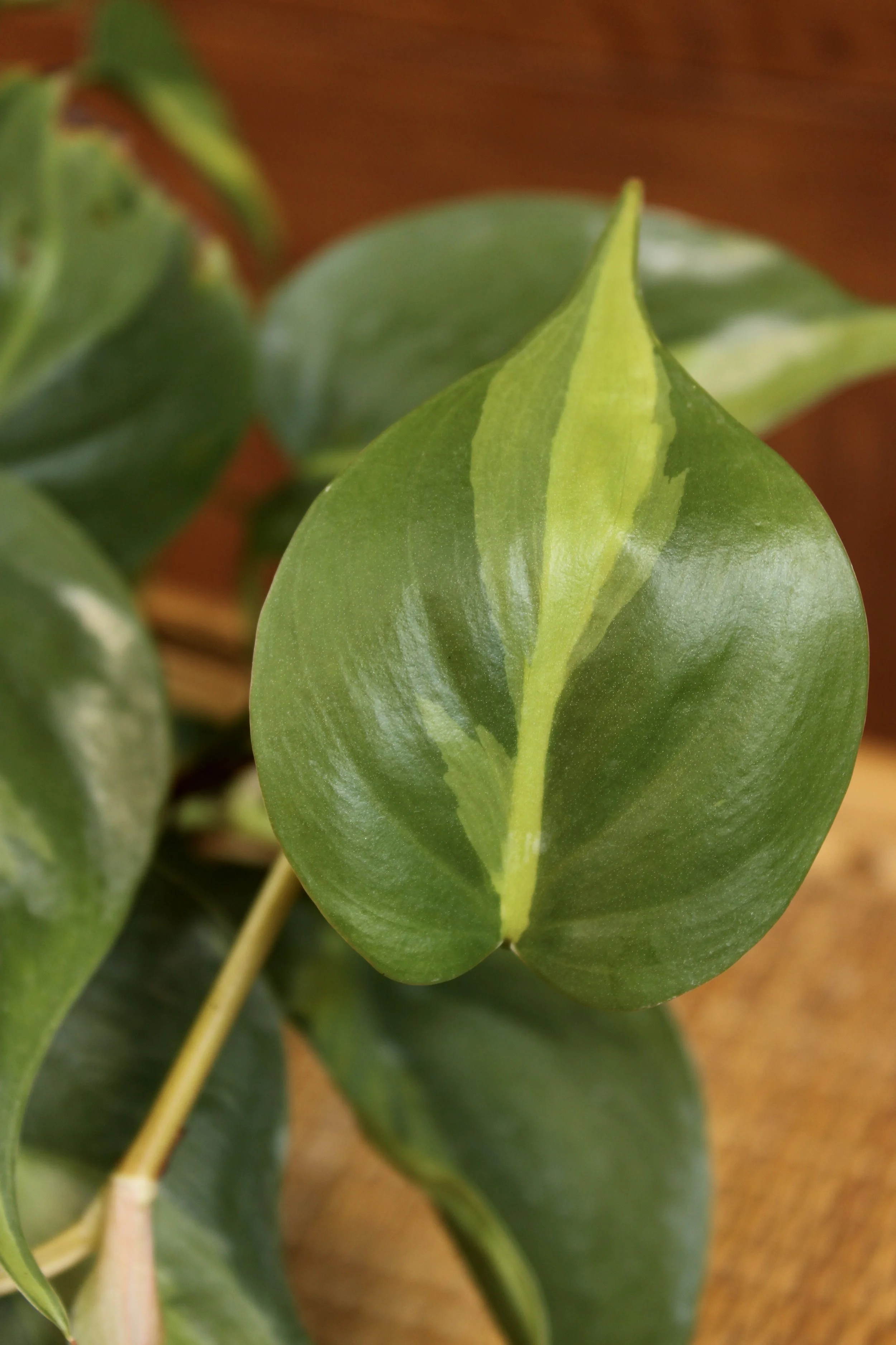 Philodendron Brazil