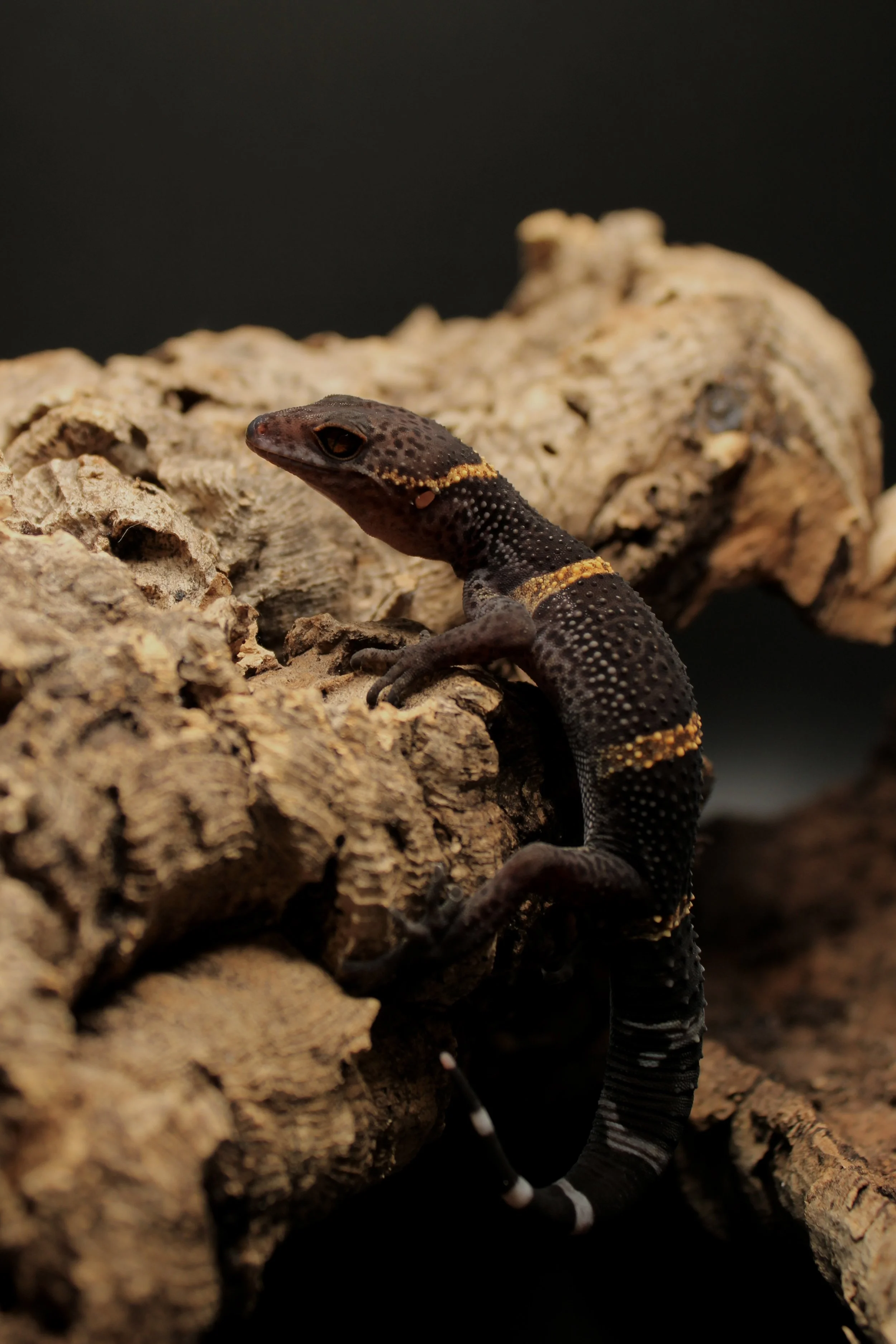 Goniurosaurus Hainanensis 'Chinese Cave Gecko'