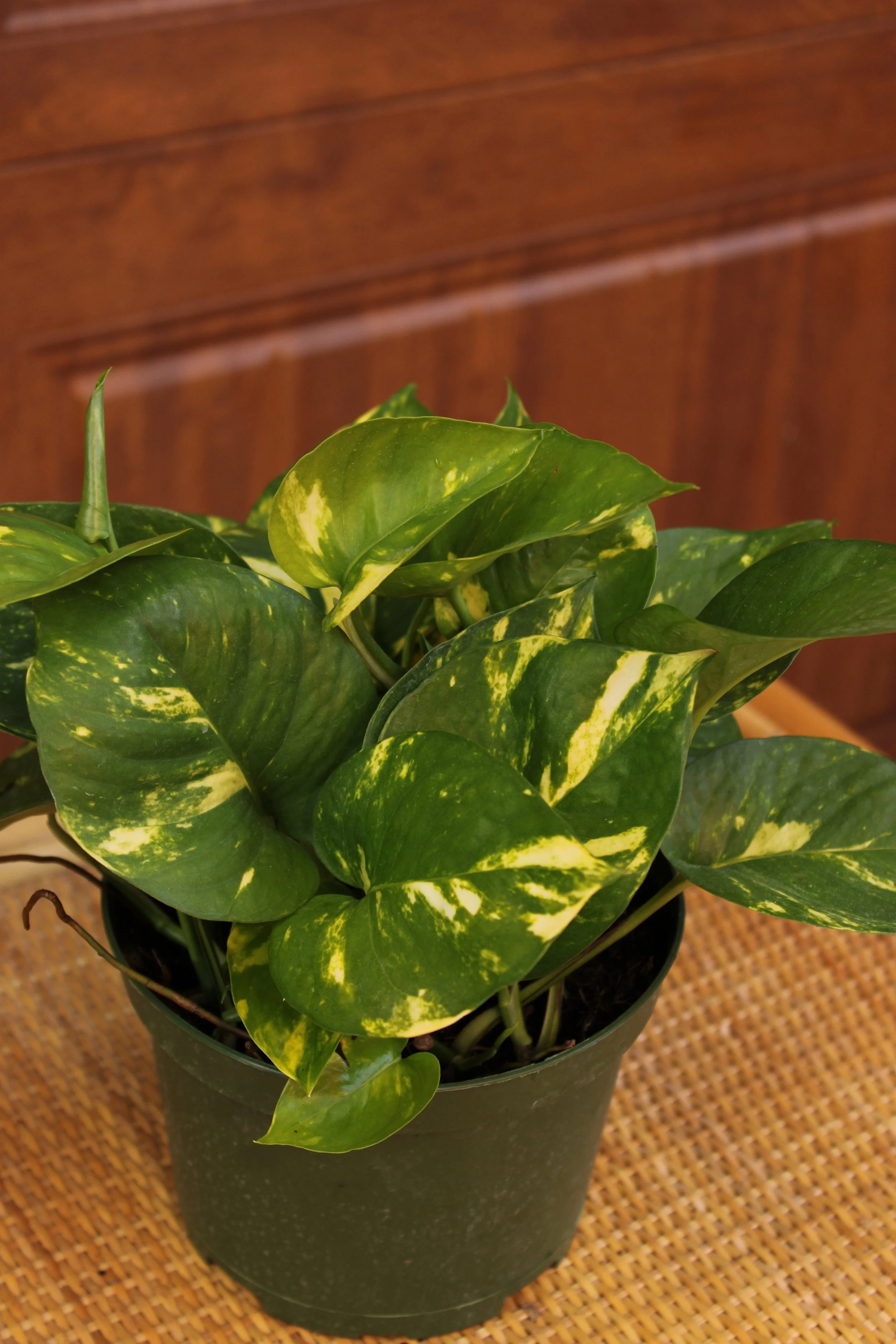 Hawaiian Pothos