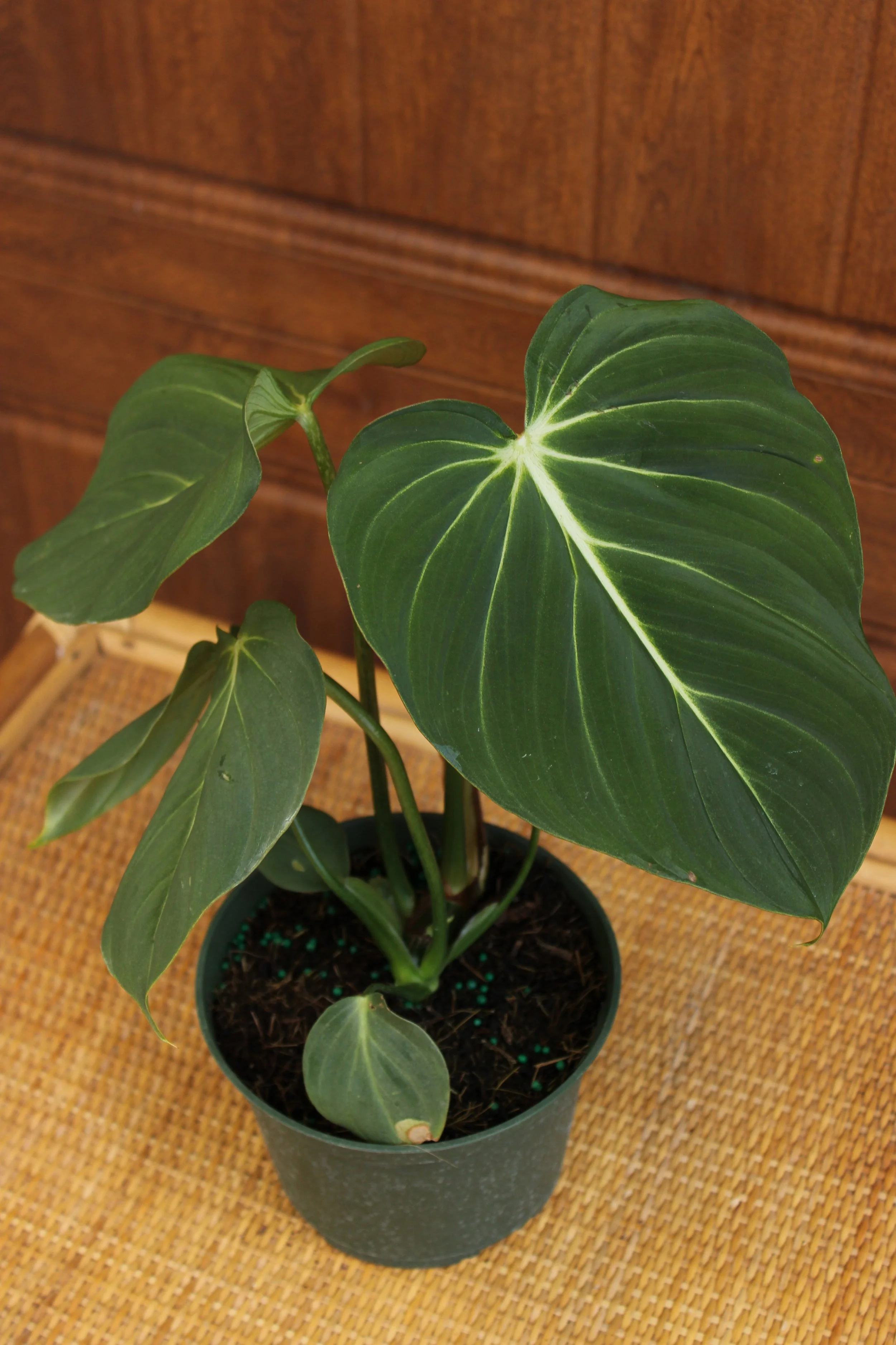 Philodendron 'Gloriosum'