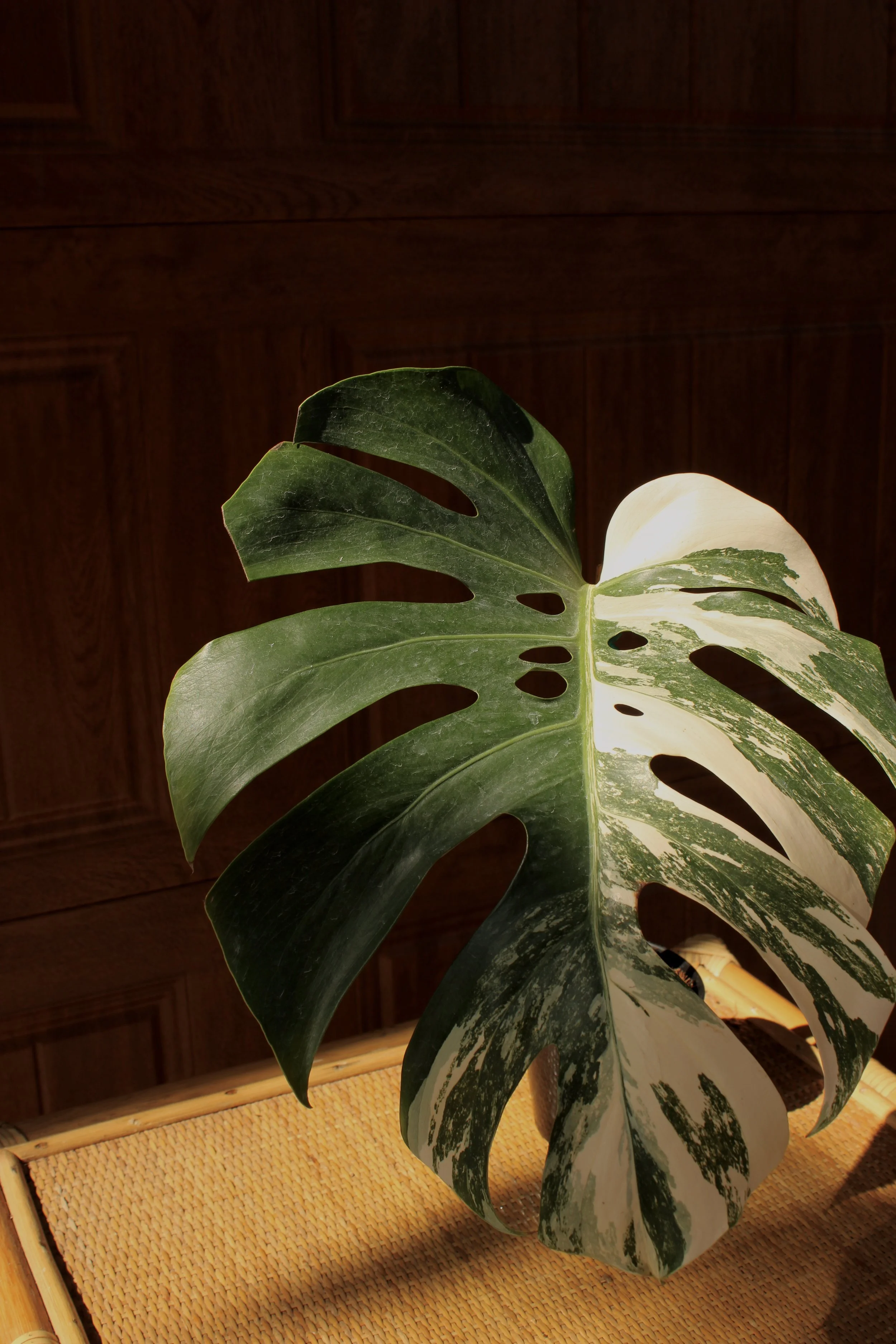 Monstera Albo Cutting