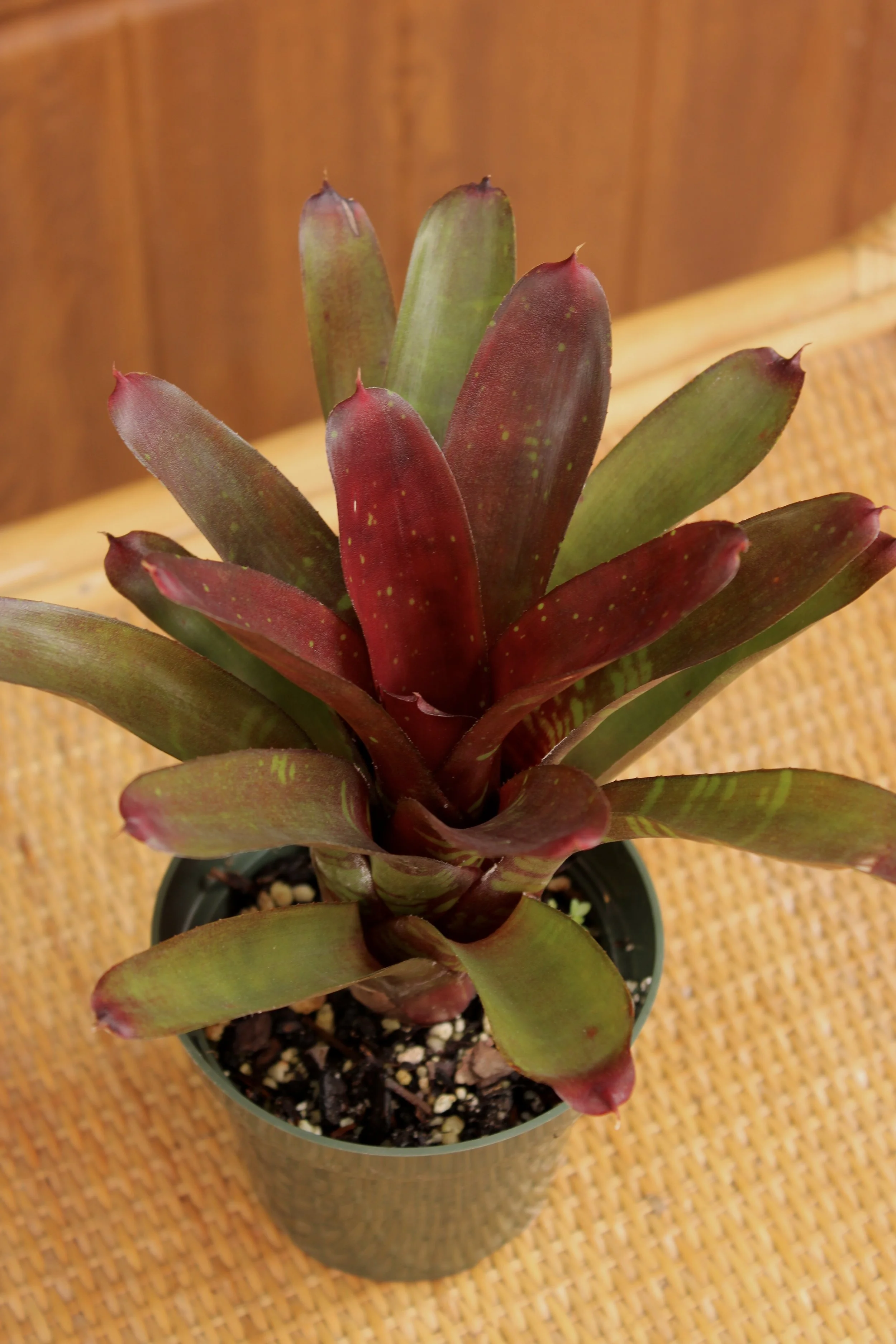 Neoregelia 'Okapi'