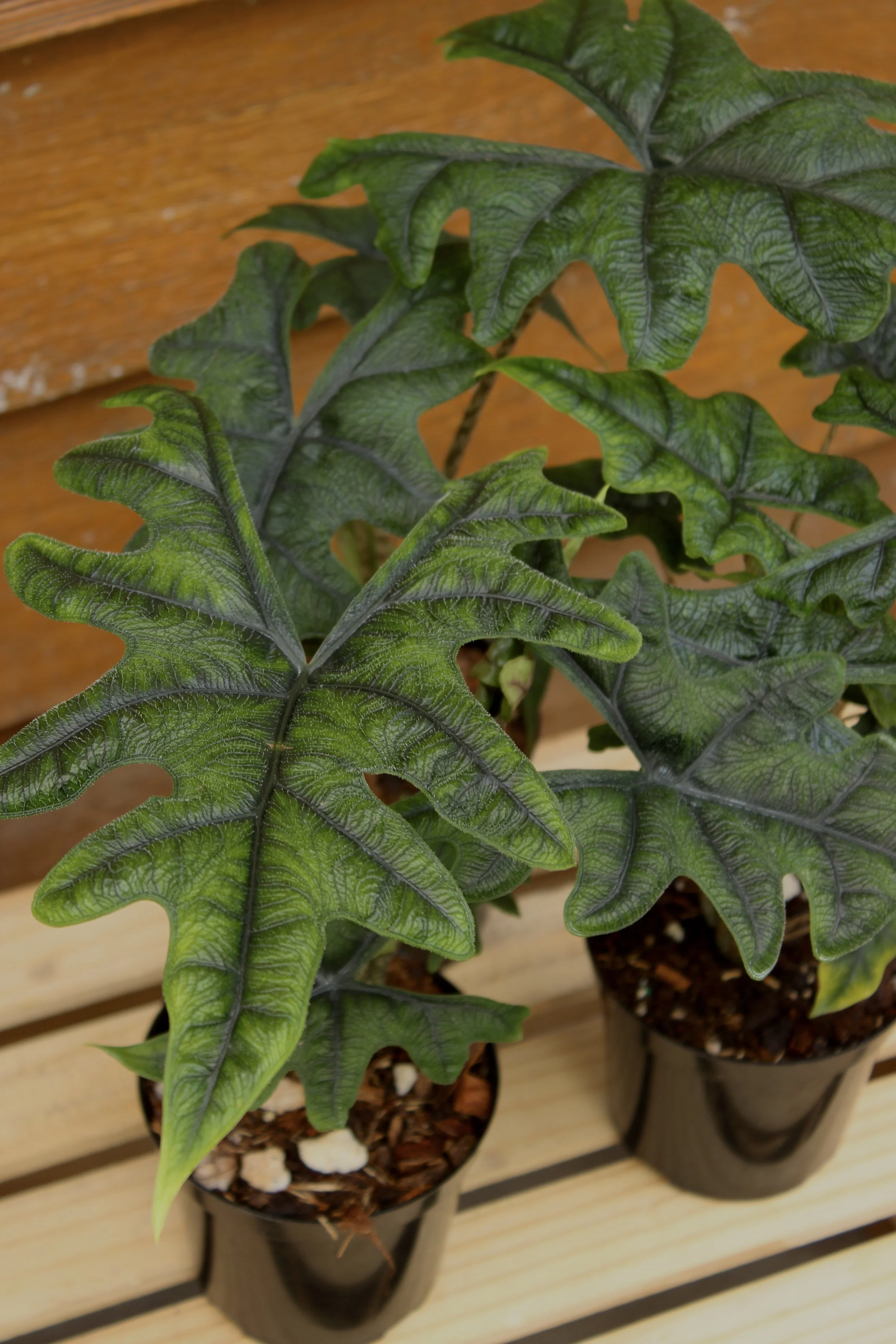 Alocasia Jacklyn
