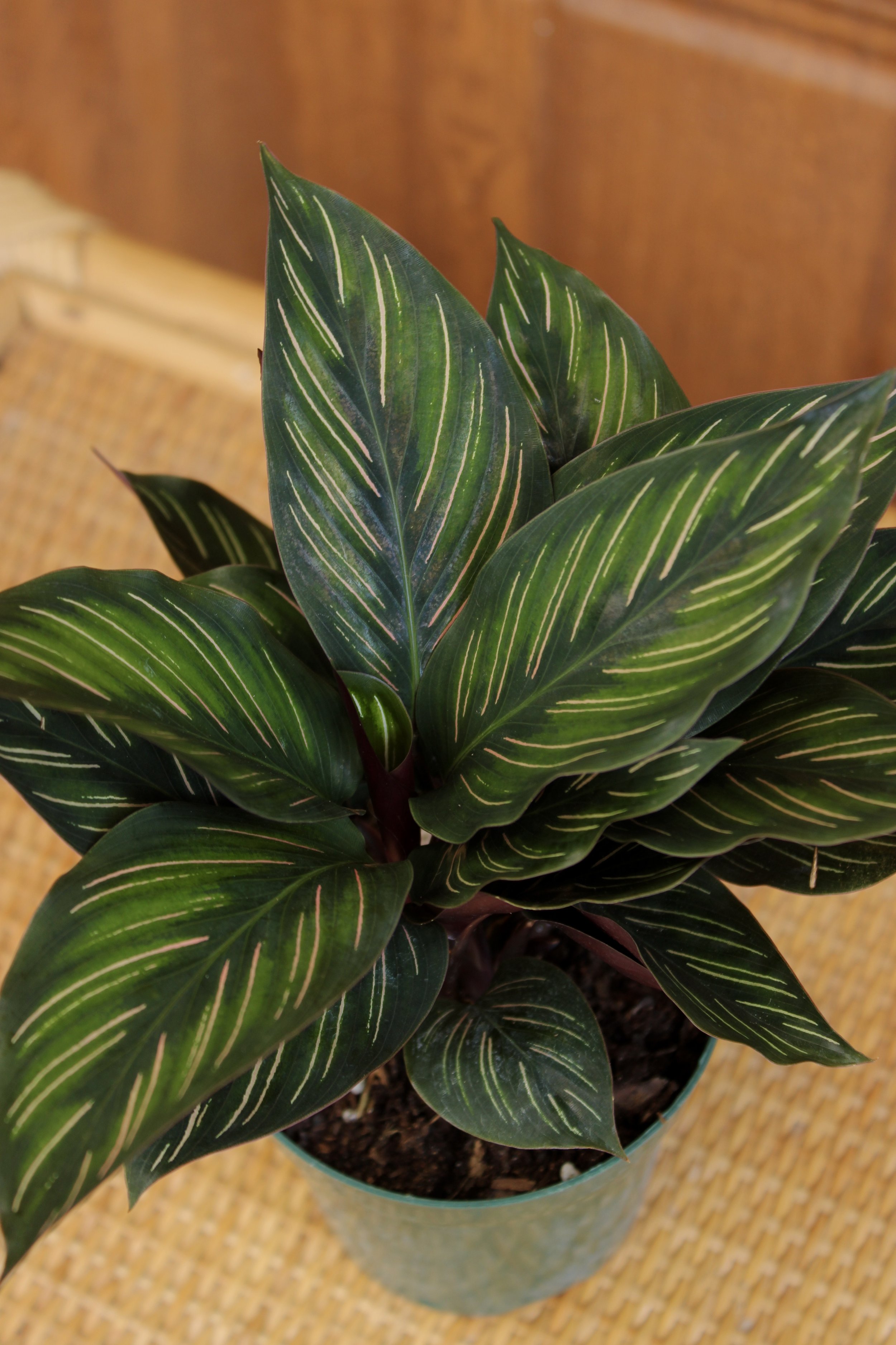 Calathea 'Beauty Star'