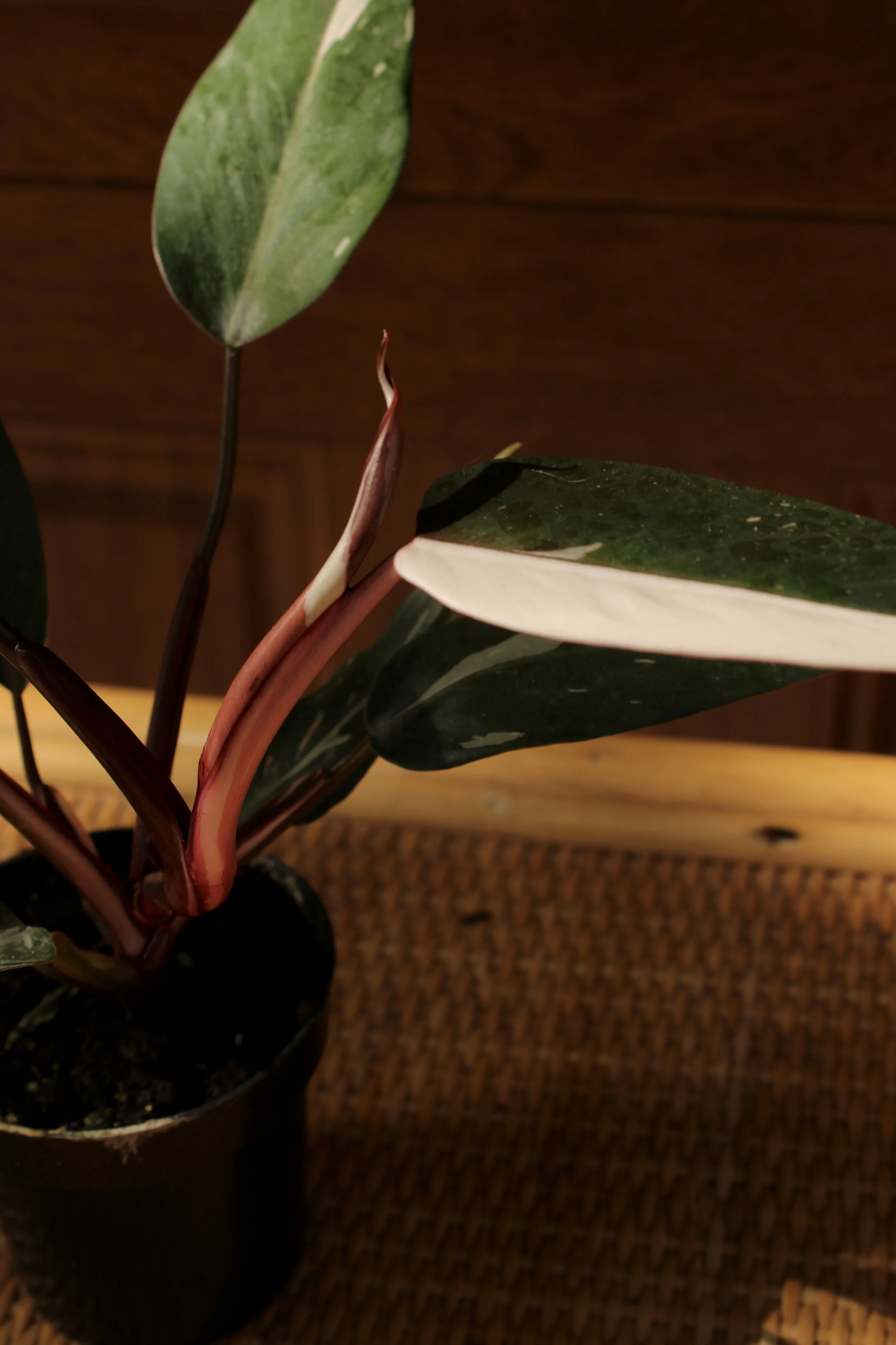 Philodendron Red Anderson