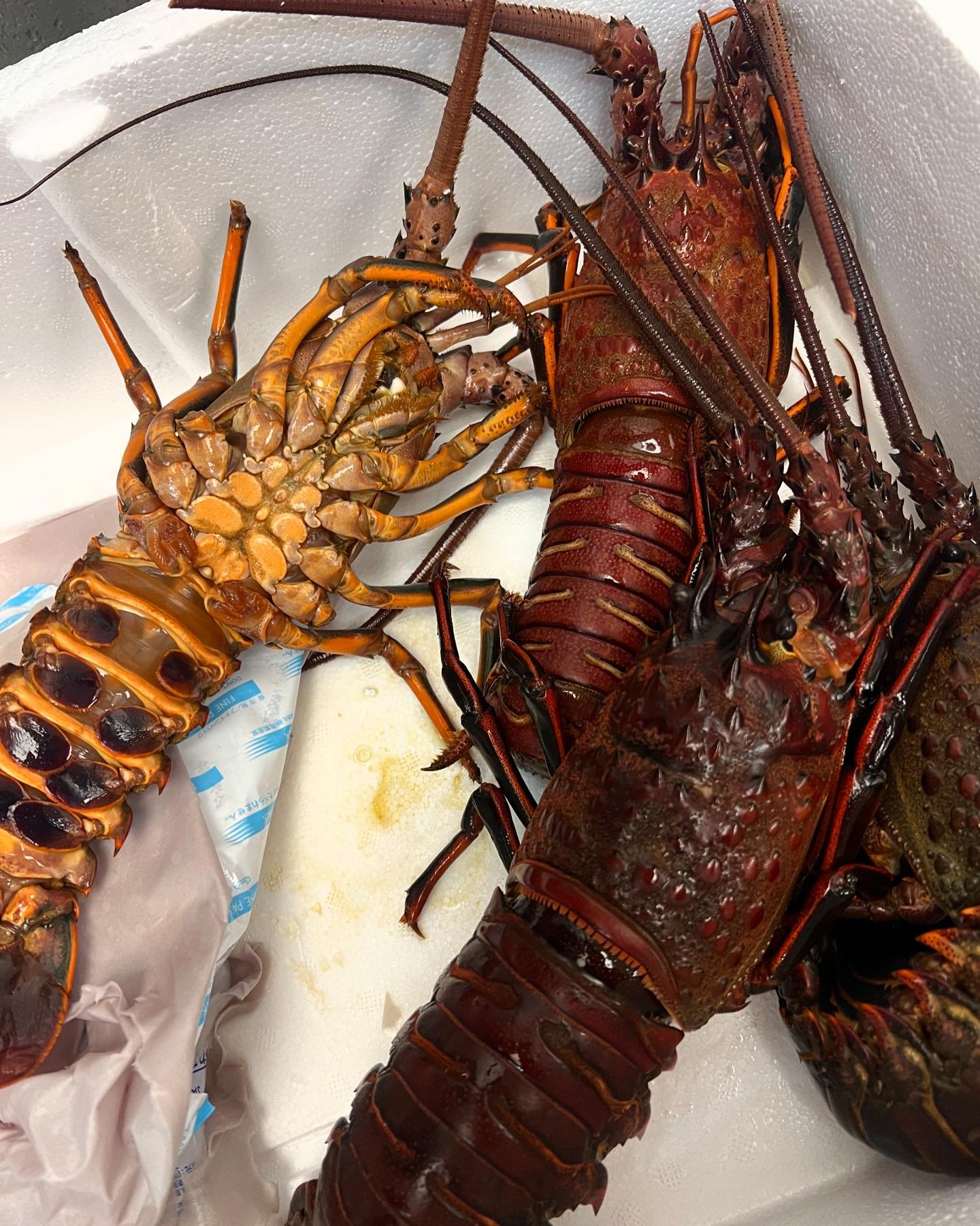 ❤️&zwj;🔥So many kind of awesomeness ❤️&zwj;🔥 Spiny Lobster - Santa Barbara ❤️&zwj;🔥 Caledonians Blue Shrimp - New Caledonia ( French ) ❤️&zwj;🔥 Tiger Prawns - Nigeria ❤️&zwj;🔥 Last week of Nigeria Prawns as we are rotating new seasonal menu ❤️&z