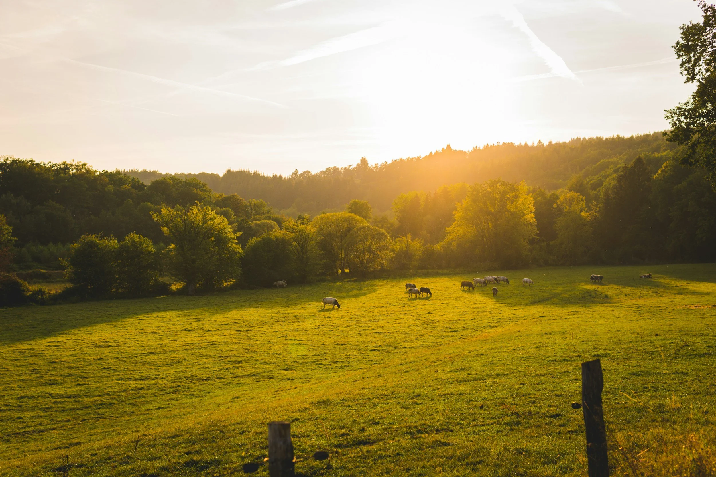 Vitamin D: A Key to Better Health for the Whole Family