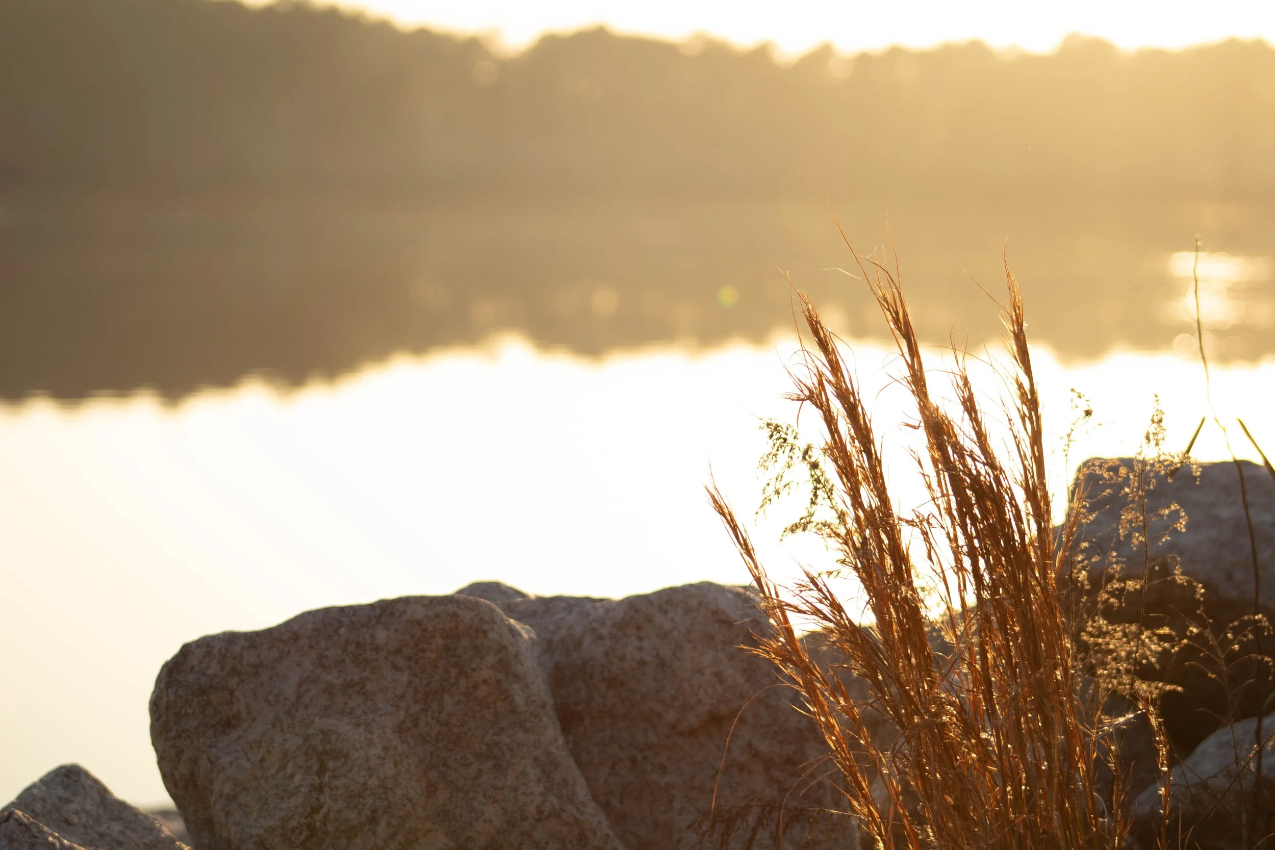 Sunset over a body of water with rocks and tall dry grass in the foreground.