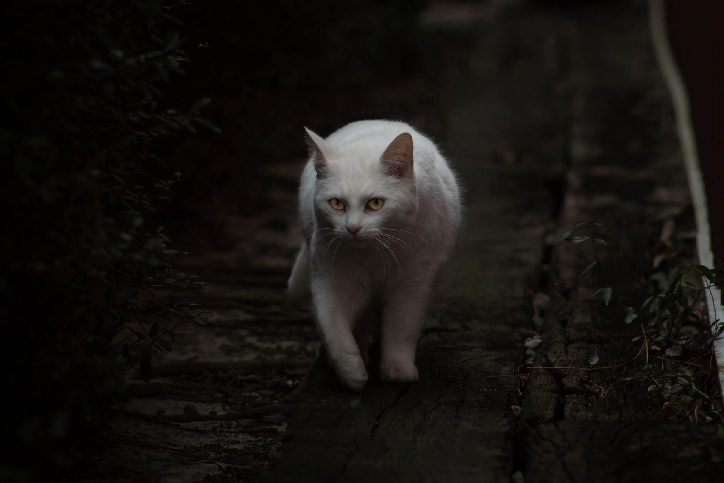 A white cat walking outdoors on a dirt path, surrounded by dark greenery.