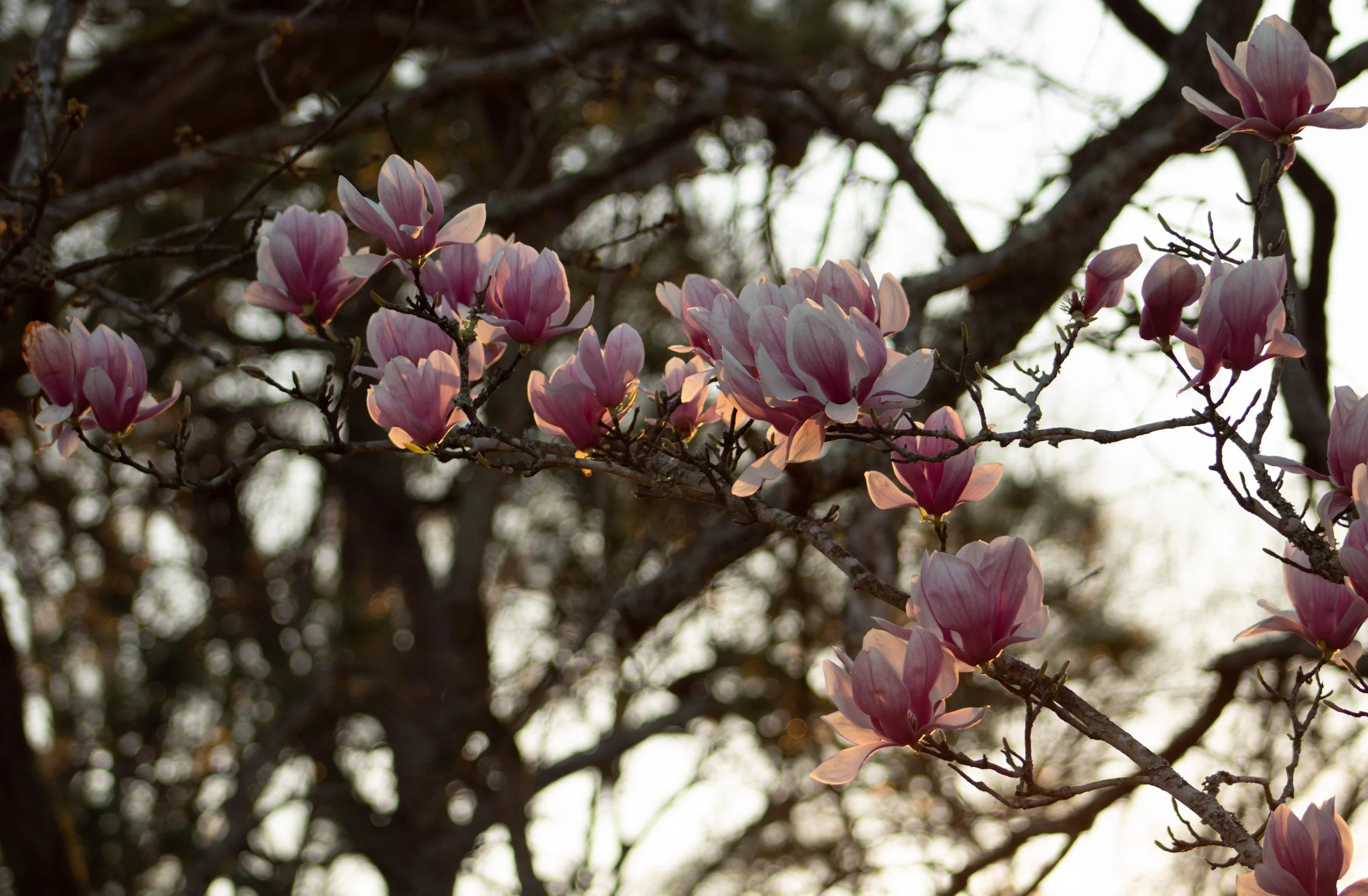 Close-up of pink magnolia flowers on a tree branch with blurred background.