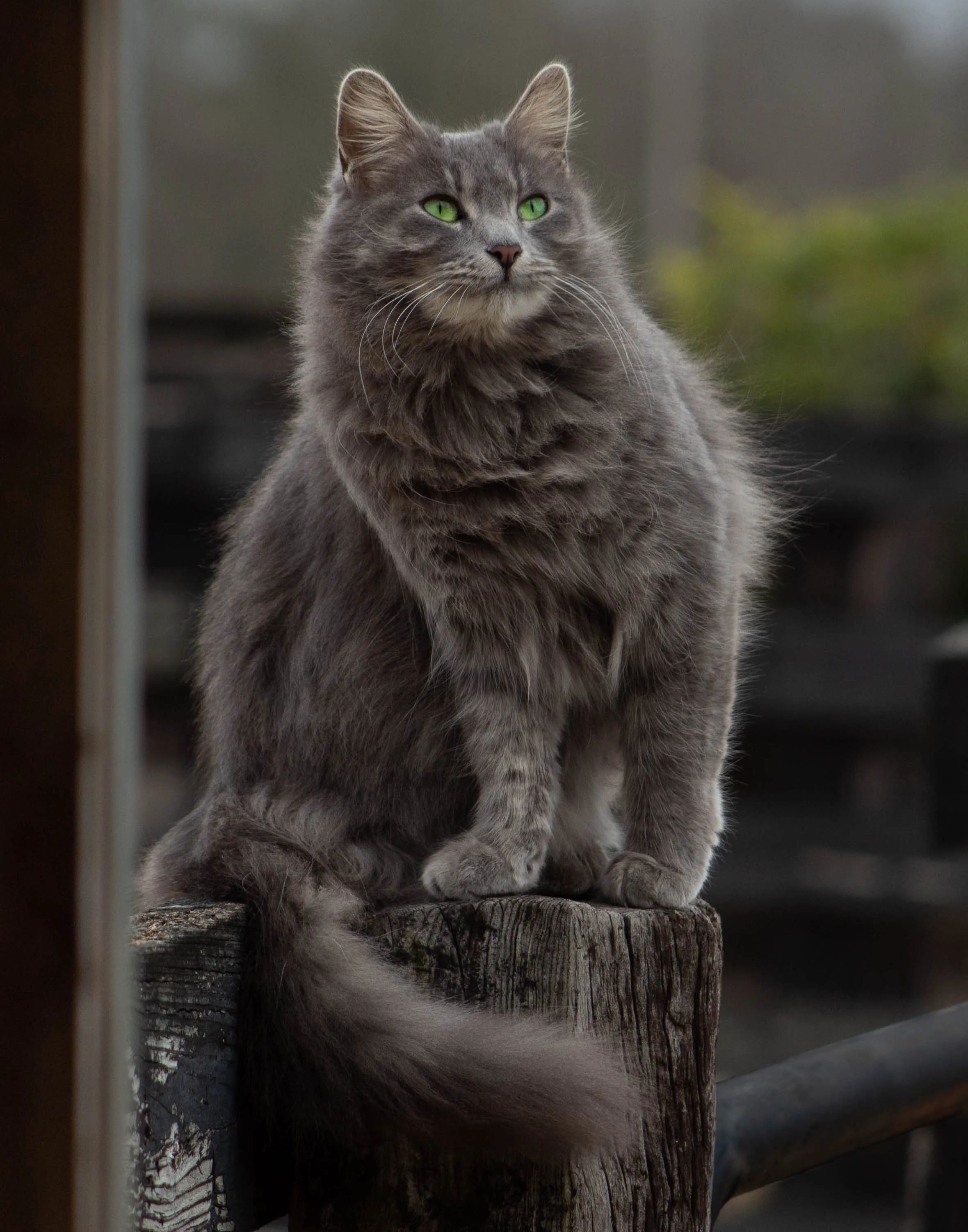 Gray cat with green eyes sitting on a weathered wooden post outdoors with a blurred natural background.