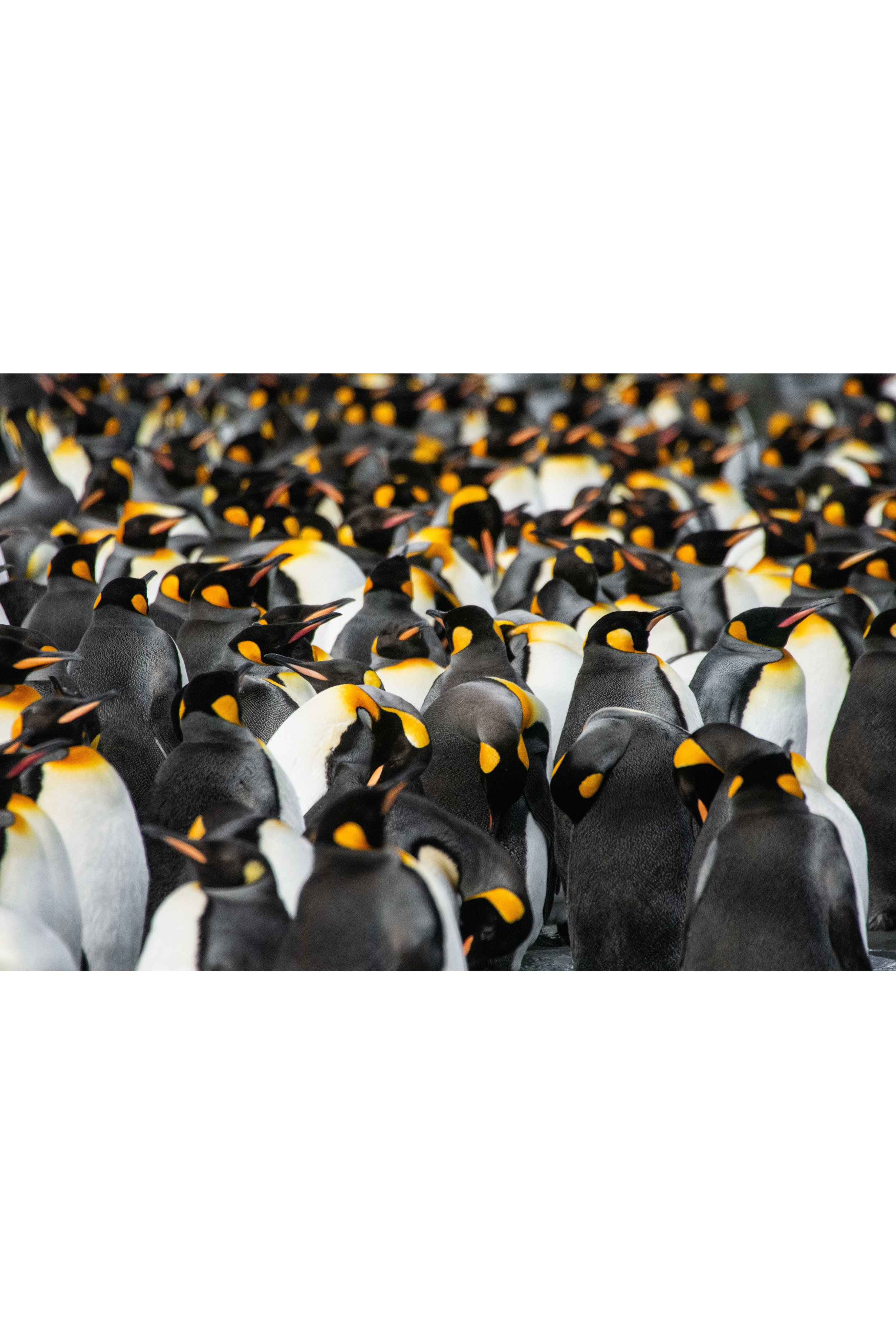 King Penguins