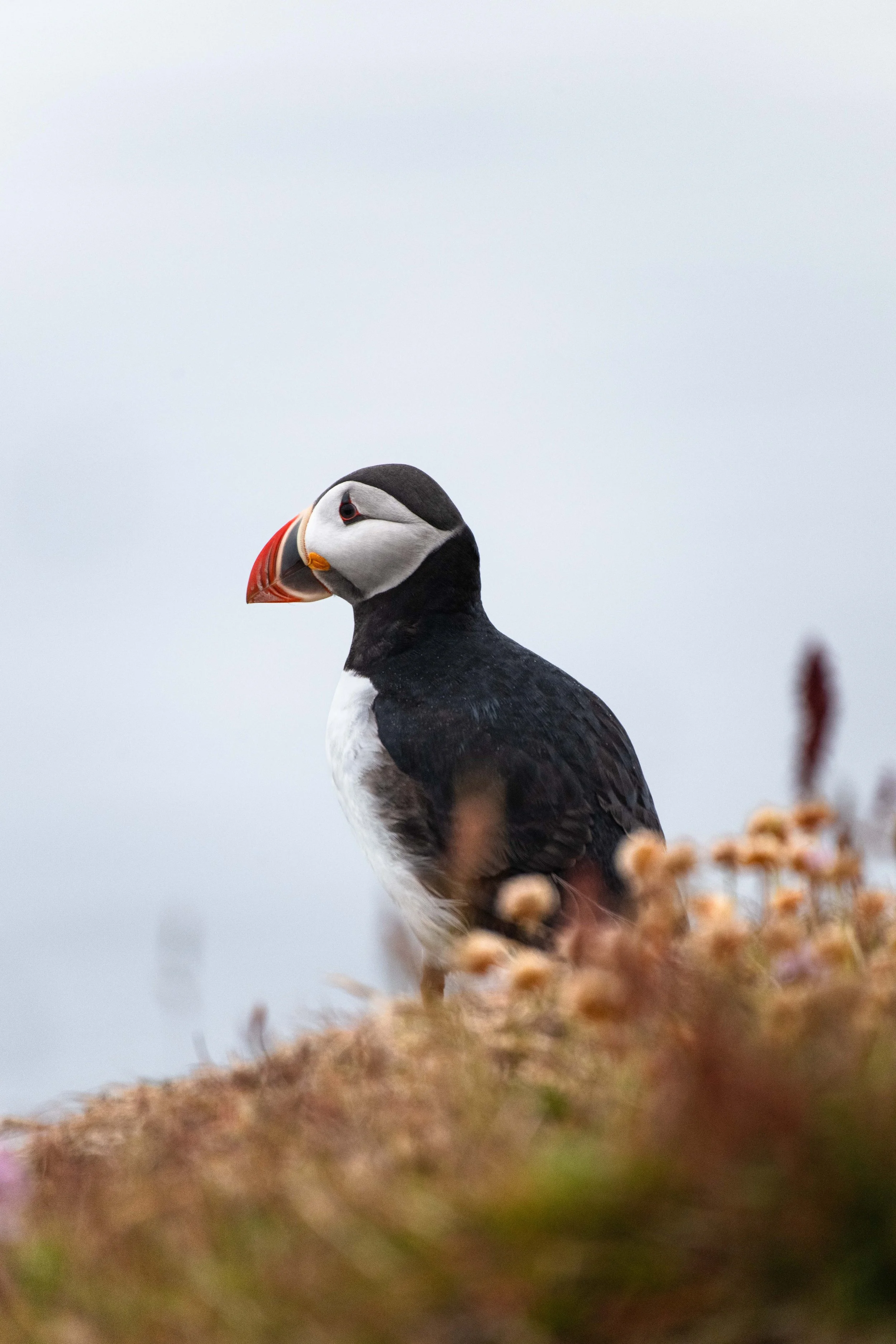Puffin