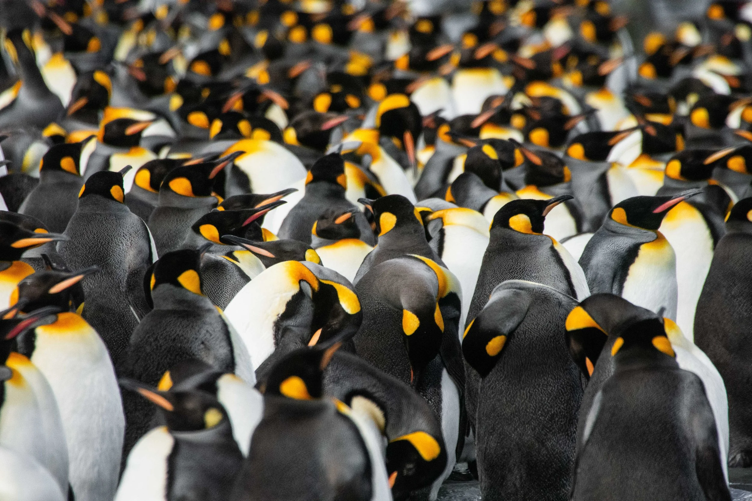 king penguin submission (1 of 1).jpg