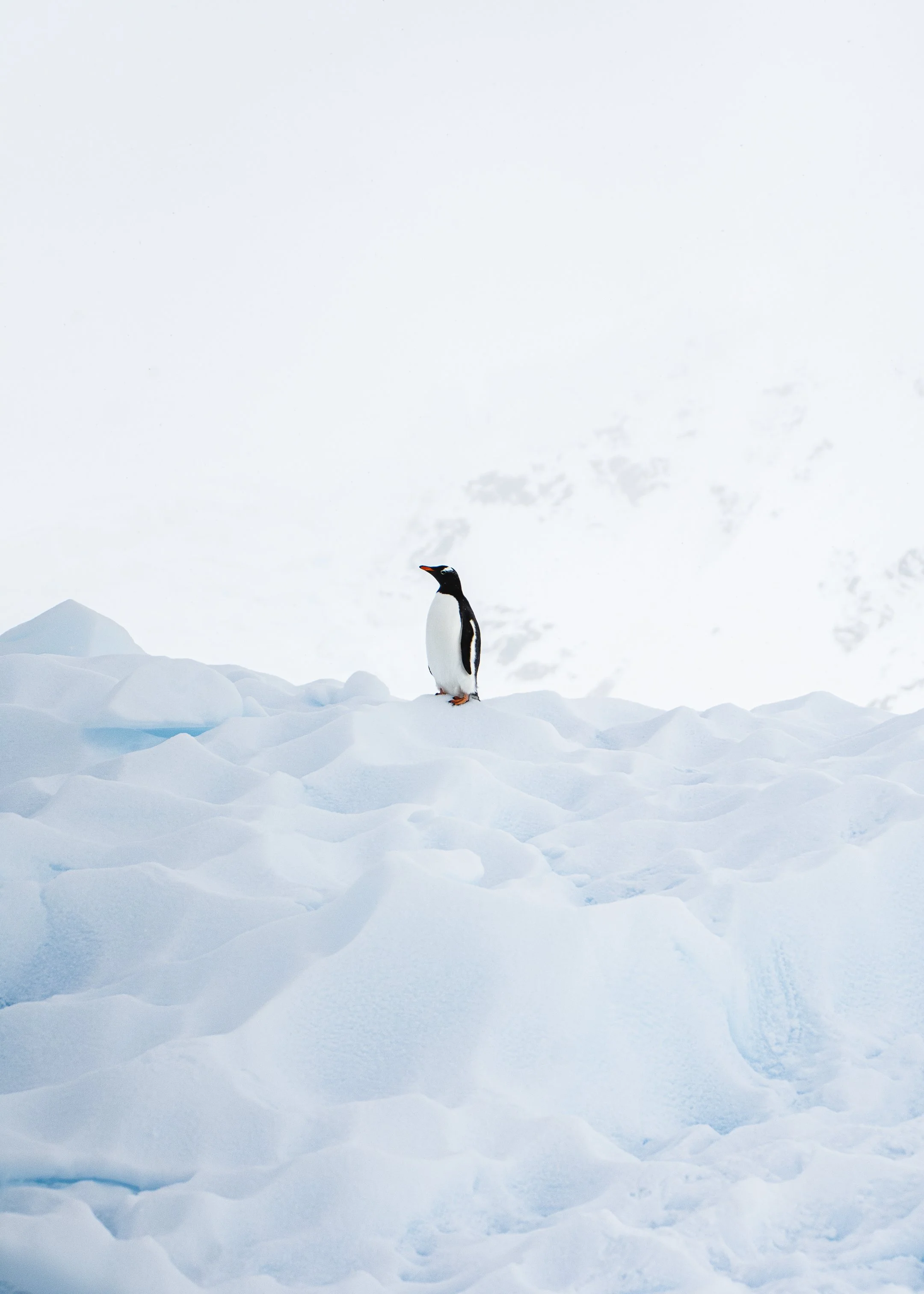 Lone Gentoo