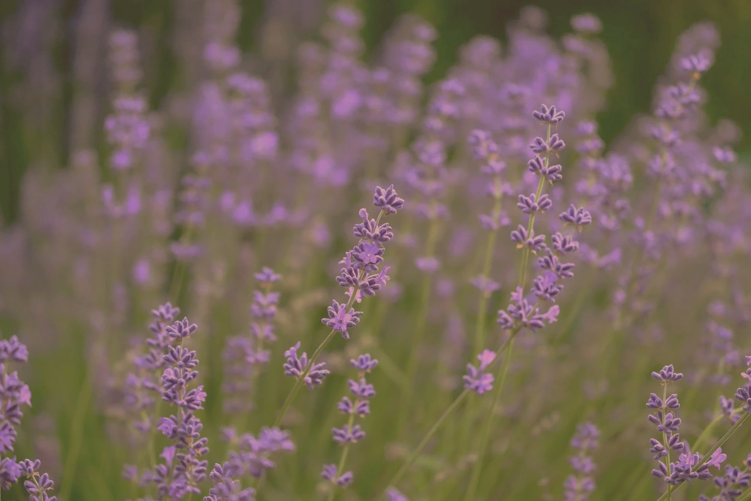Close-up of blooming lavender flowers in a field with a blurred background.