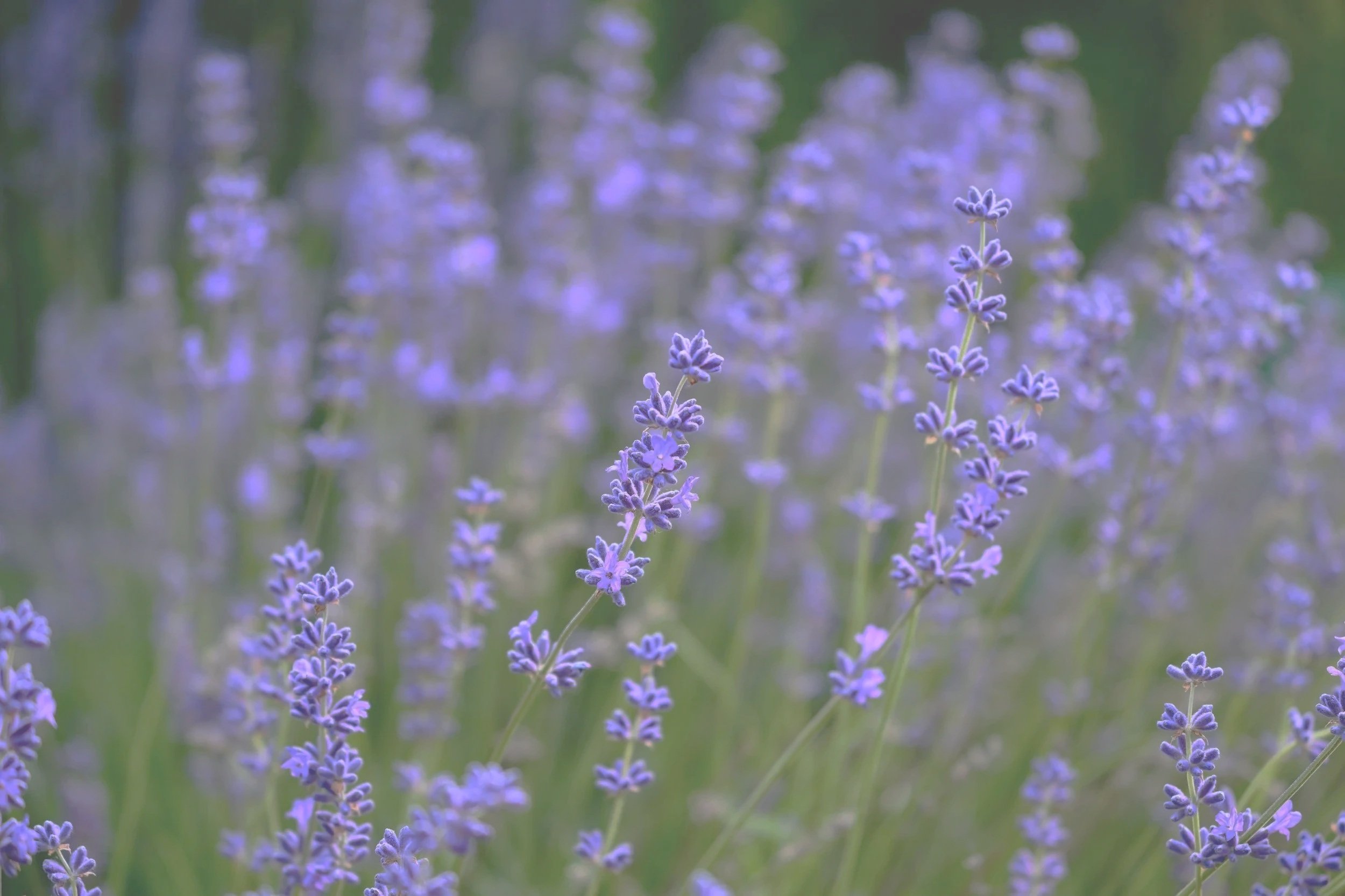Close-up of blooming lavender flowers in a field with a blurred background.