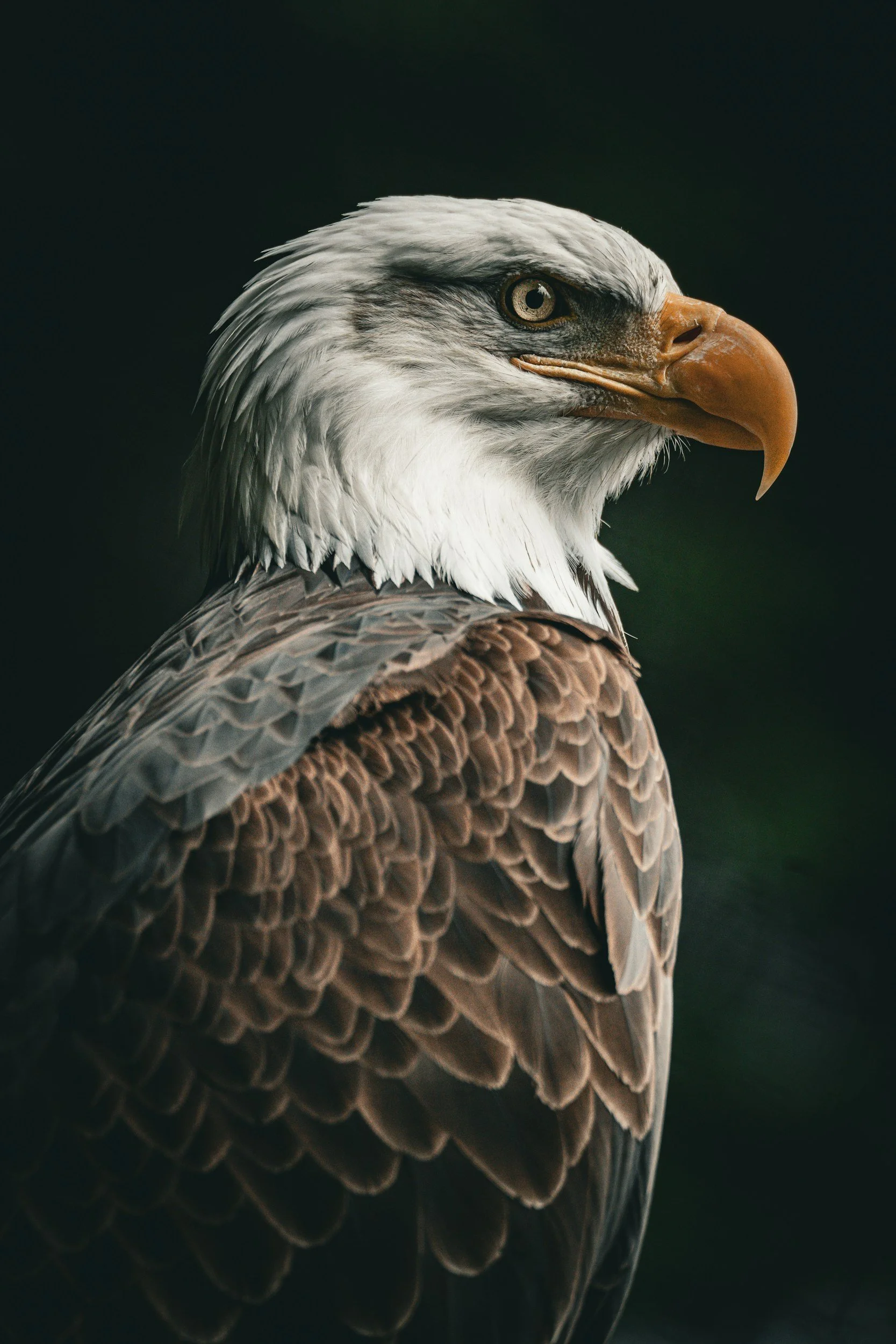 Close-up of a bald eagle's head against a dark background, showing detailed feathers, yellow eye, and orange beak.
