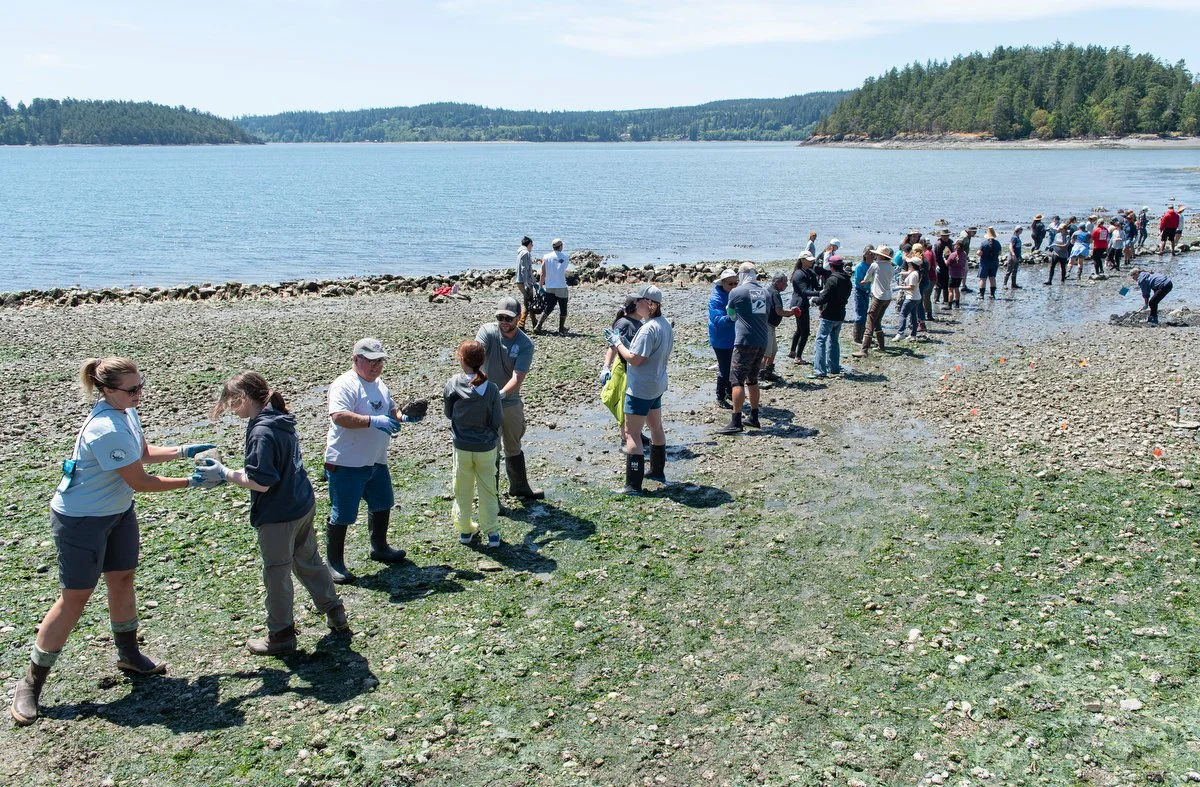  A line of people move rocks toward the rock wall of the clam garden on June 5 at the Salish Summit at Kukutali Preserve on the Swinomish Reservation. 