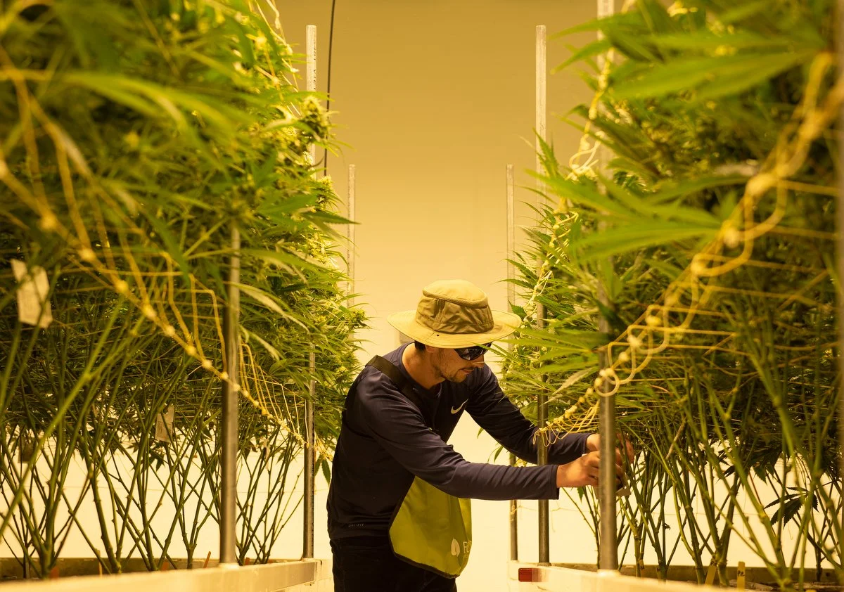 Alec Blume, a member of the cultivation team at High End Farms, applies predatory mites, a type of biological pest control, to cannabis plants on March 15 at the farm west of Burlington. 