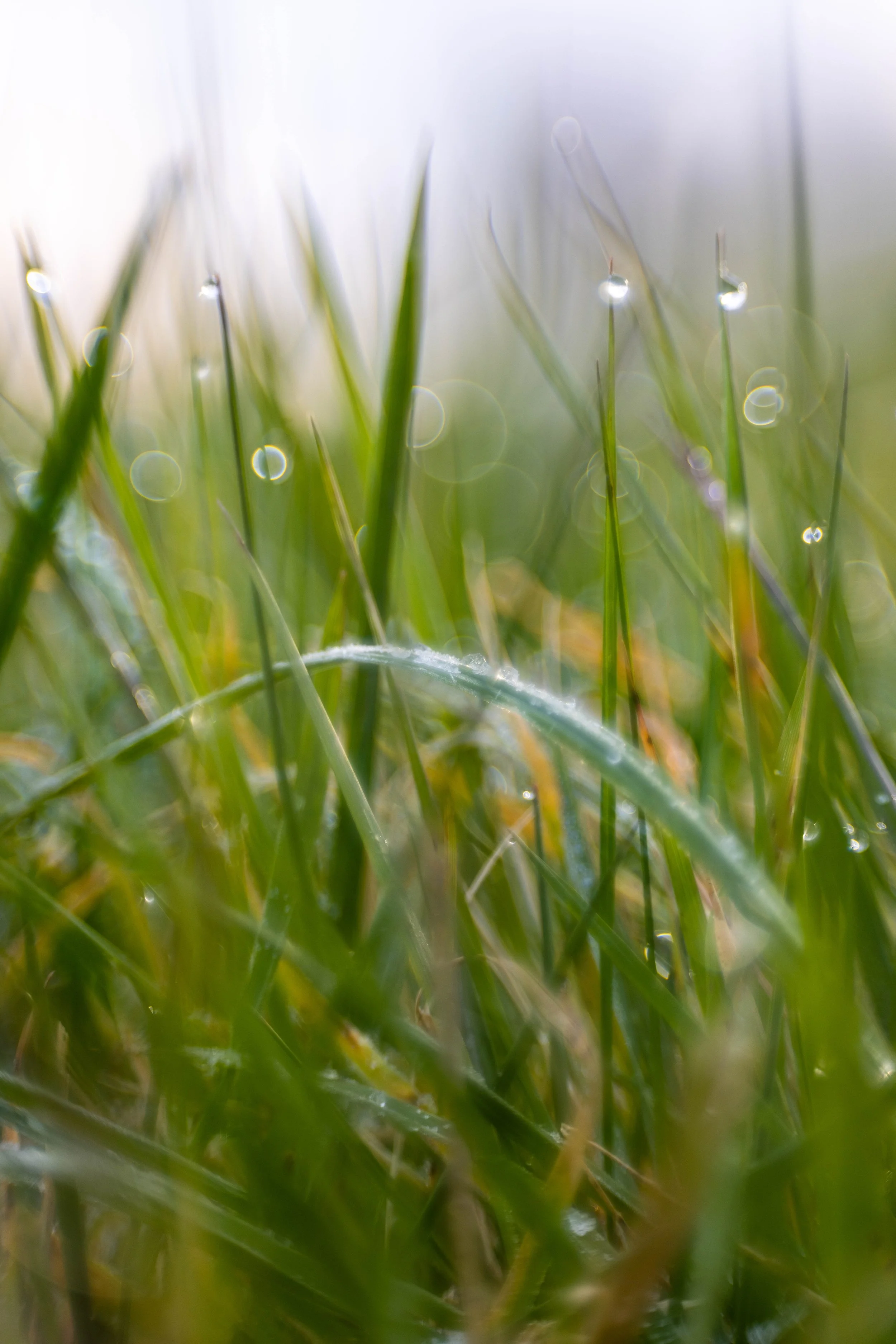 GRAS 2.jpg