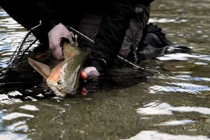 Part 2 - in this phenomenal landscape, the fishing (almost) comes second. 

@reelhighflyfishing 
@vrreels 
@mcleannet 
@backcountryskinz 
#flyfishingnewzealand 
#newzealand 
#fiordland 
#myfiordlandmoment
#rainbowtrout