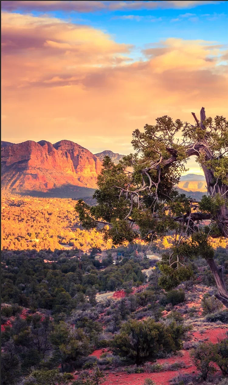 A scenic view of Sedona's red rock mountains and green valley at sunset, framed by the branches of a rustic tree in the foreground.