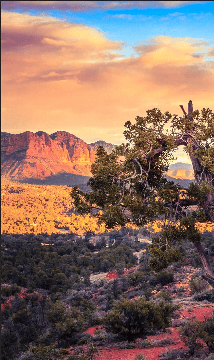 Sunset photo of a dramatic and scenic view in sedona arizona, it has views of the infamous red rock formations towering over the valley. Juniper tree overhanging in the photo.