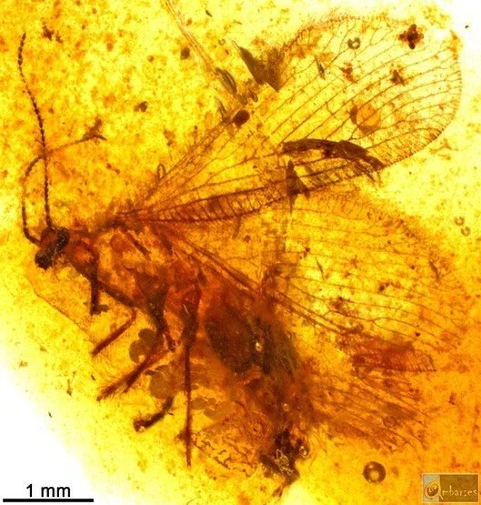 On Friday 13 October, 7pm for 7.30 start, at Millenium Hall Shurdington, Ricardo Perez-de la Fuente of the Oxford University Museum of Natural History will talk to us about amber and the insects preserved in it. 

&ldquo;Amber, fossilised plant resin