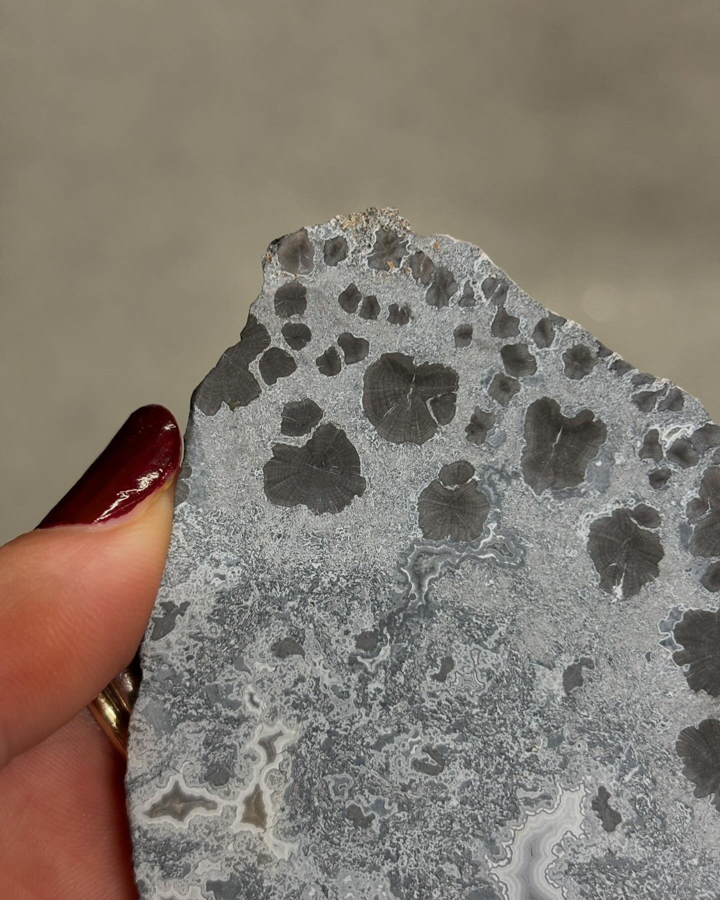 Last nights talk was incredible, here are some pictures of the fossils Christopher Berry brought along with him. 
Note how in the first picture you can see what looks like mini trees inside the cross section of one fossilised trunk of the &lsquo;Xini