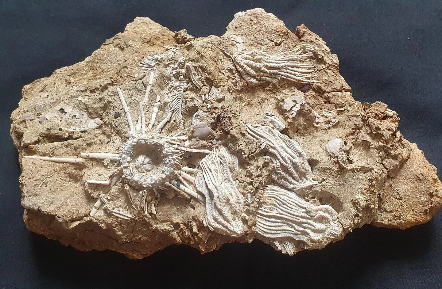 Jurassic Pompeii &ndash; Sea Lillies, Sea Urchins and a Jurassic Storm.
A talk by Sally and Neville Hollingworth this Friday, 10th March at 7pm in the shurdington hall (please message for any questions). 
 
&lsquo;Want to find out what it's like to u