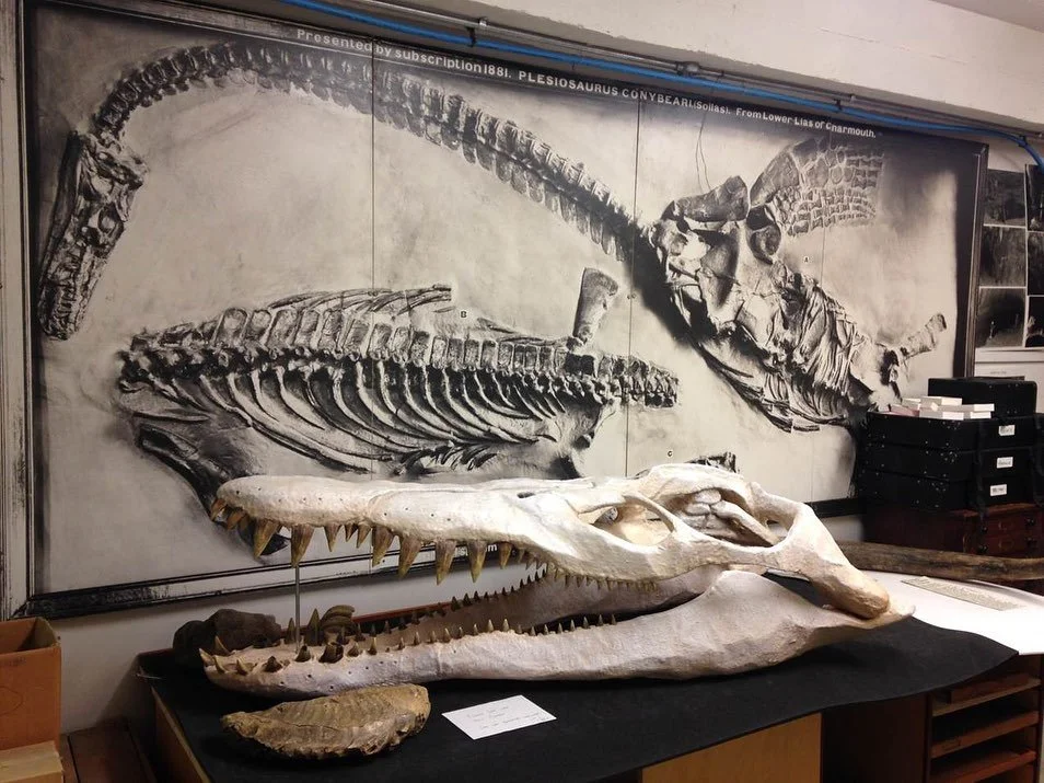 New talk Friday 14th April 7pm: 

Geology at Bristol Museum &amp; Art Gallery, 200 Years of Collecting. 
 
The amazing geology collections cared for at Bristol Museum &amp; Art Gallery are noted for their historic and scientific value. Today the coll