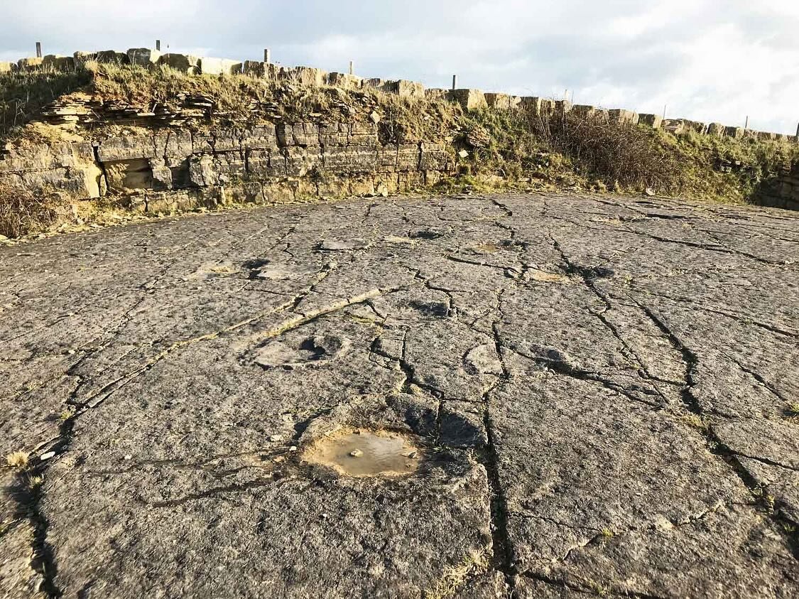 Next months fascinating lecture is titled &lsquo;The relative &ldquo;value&rdquo; &amp; potential of the UK&rsquo;s in-situ dinosaur track sites&rsquo; and will be by Professor Mark Butler. 

&ldquo;Fossil tracks are a key means of determining the pa