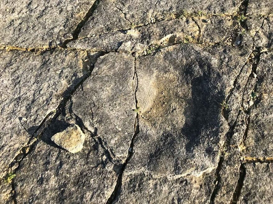 This month&rsquo;s fascinating lecture is titled &lsquo;The relative &ldquo;value&rdquo; &amp; potential of the UK&rsquo;s in-situ dinosaur track sites&rsquo; and will be by Professor Mark Butler. 

&ldquo;Fossil tracks are a key means of determining