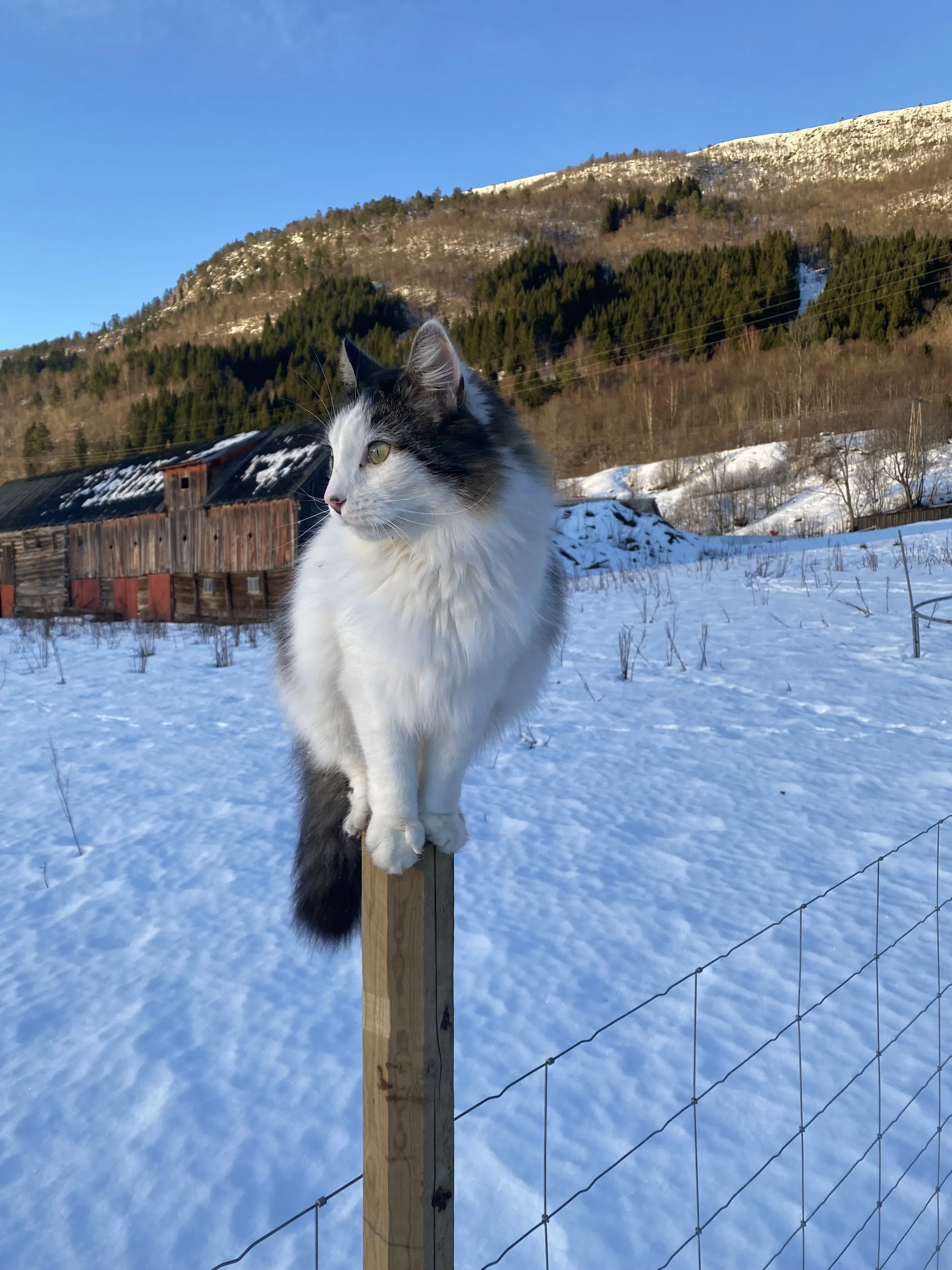 vinterkatt.jpg