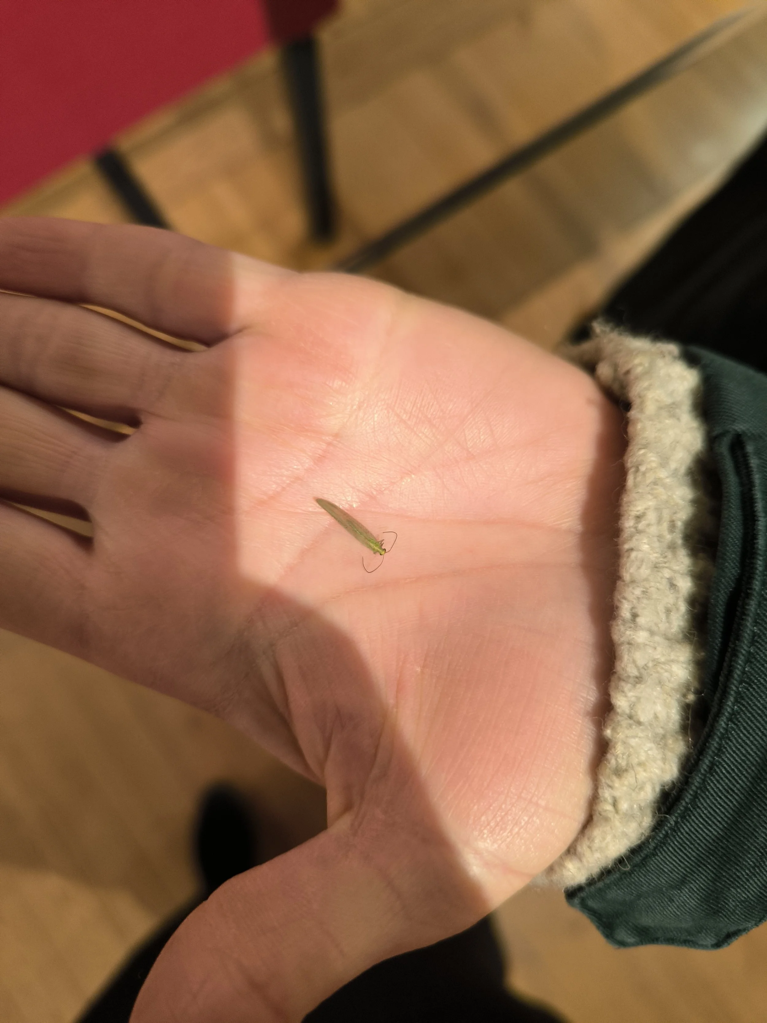  Achtung für alle mit schwachen Nerven: Dagmar kennt kein Erbarmen – jedes Tierchen wird untersucht, egal wie viele Beinchen es hat oder wie freundlich es zu winken scheint. 