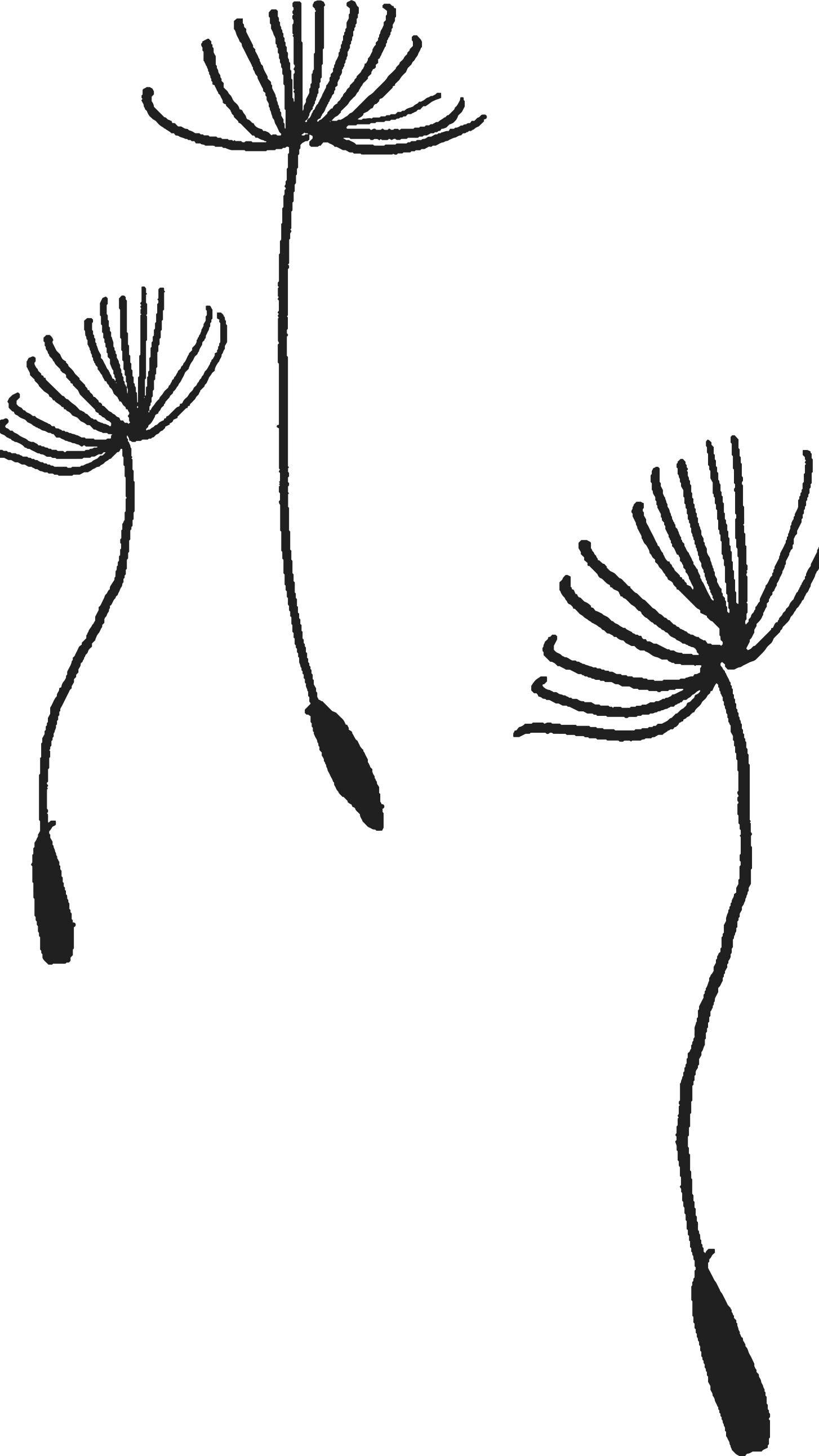 POLLINO.png