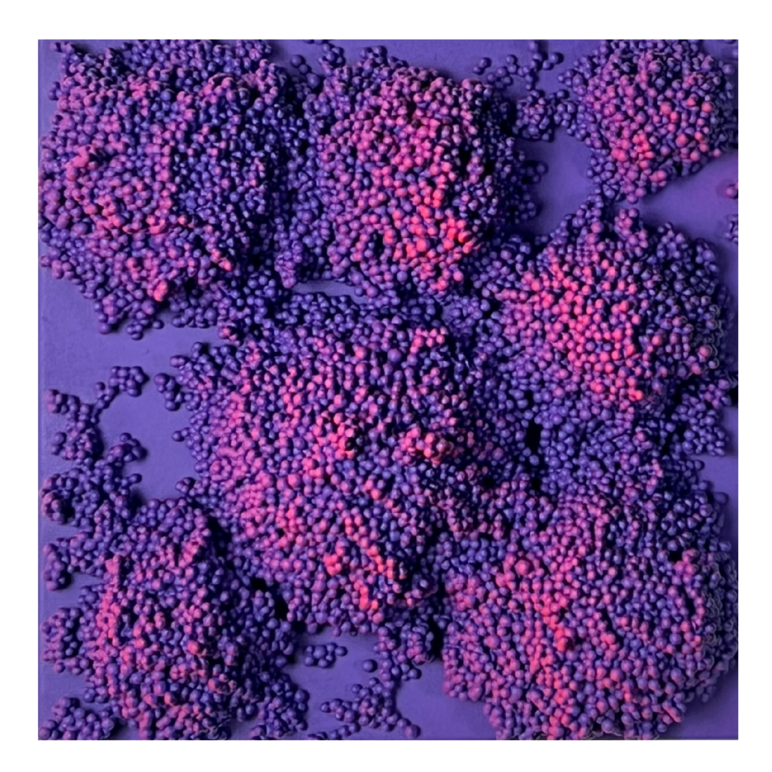 BERRYFIELD | 30 X 30 CM