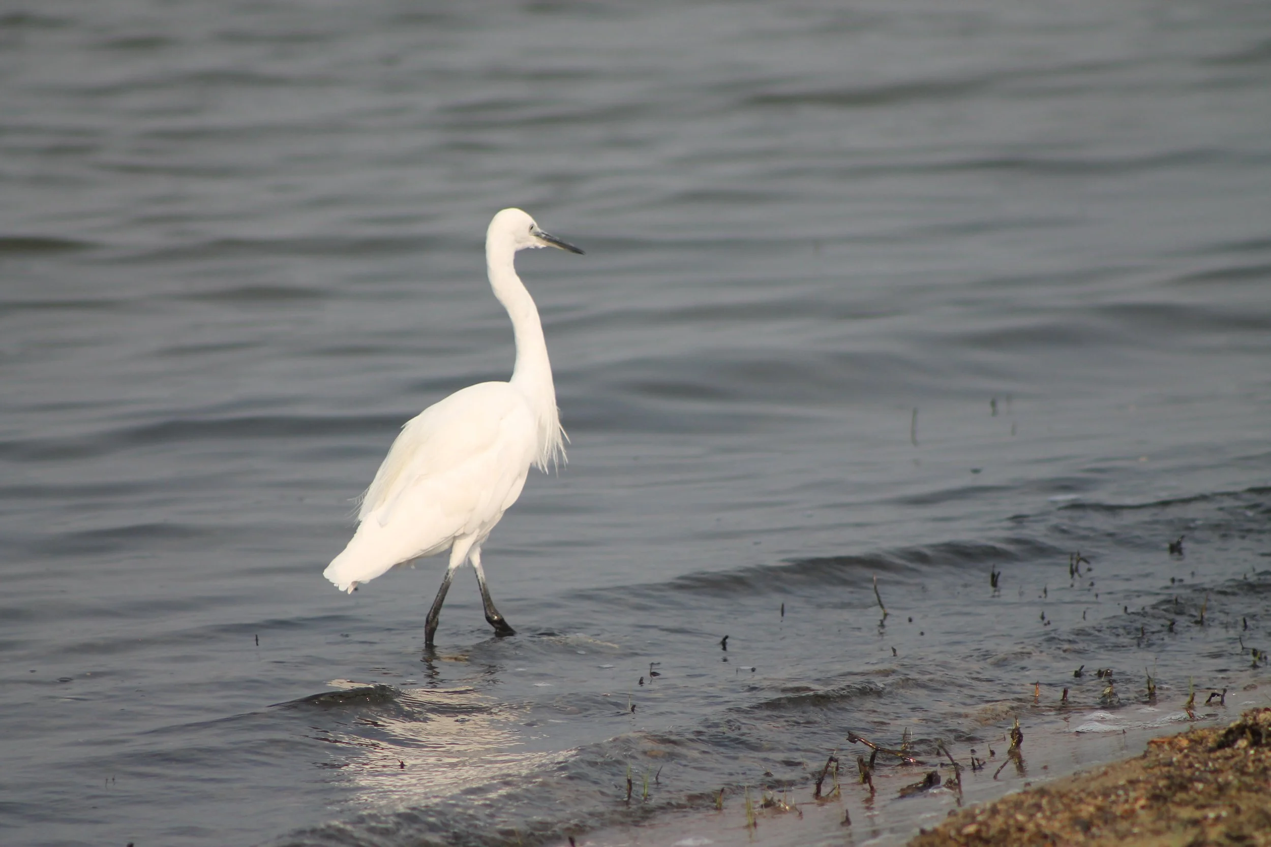 Lake Victoria and other water resources conservation