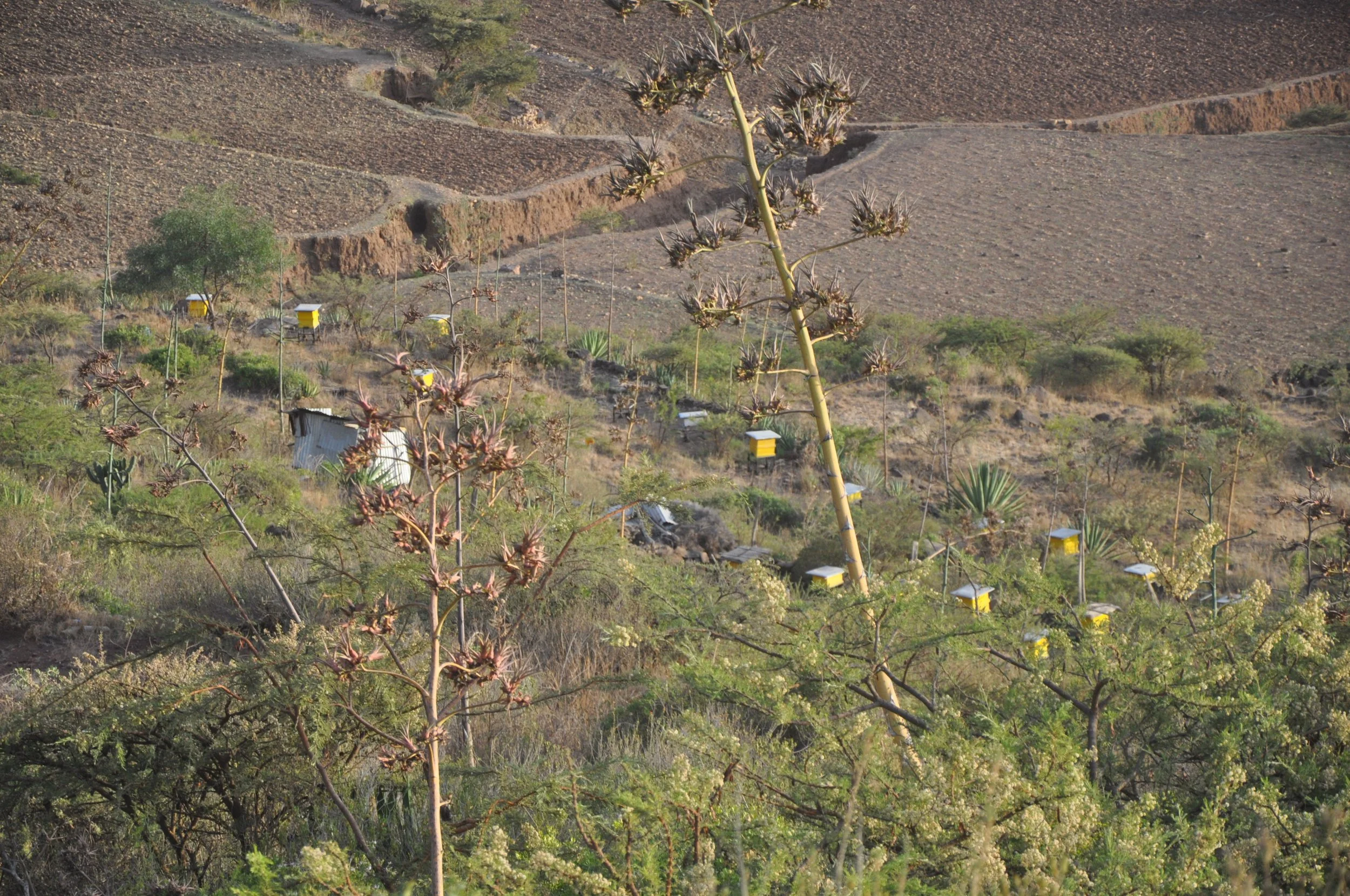 Greening jobs, livelihoods and finance. 