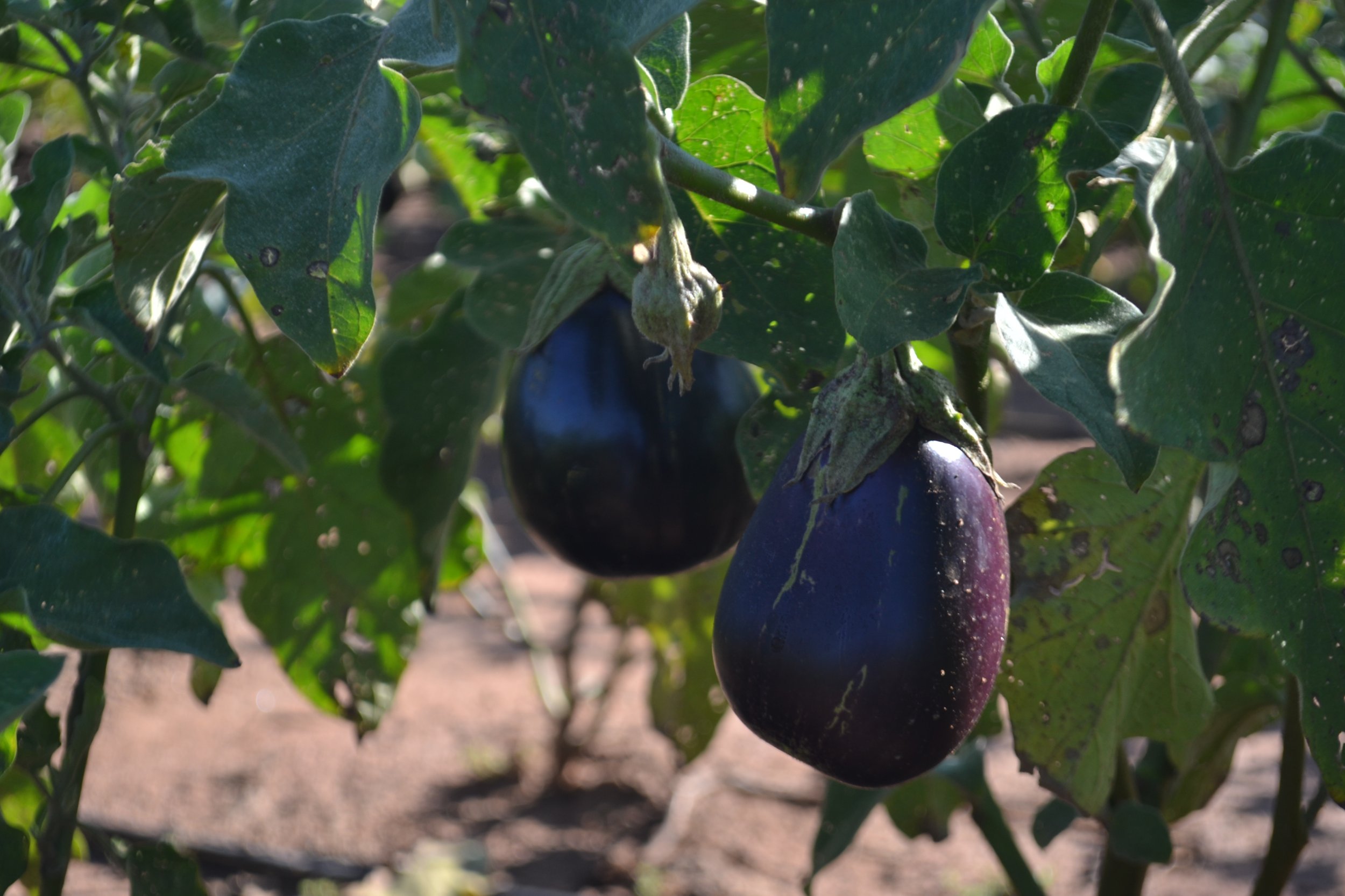 Facilitating a nature friendly food and agriculture system