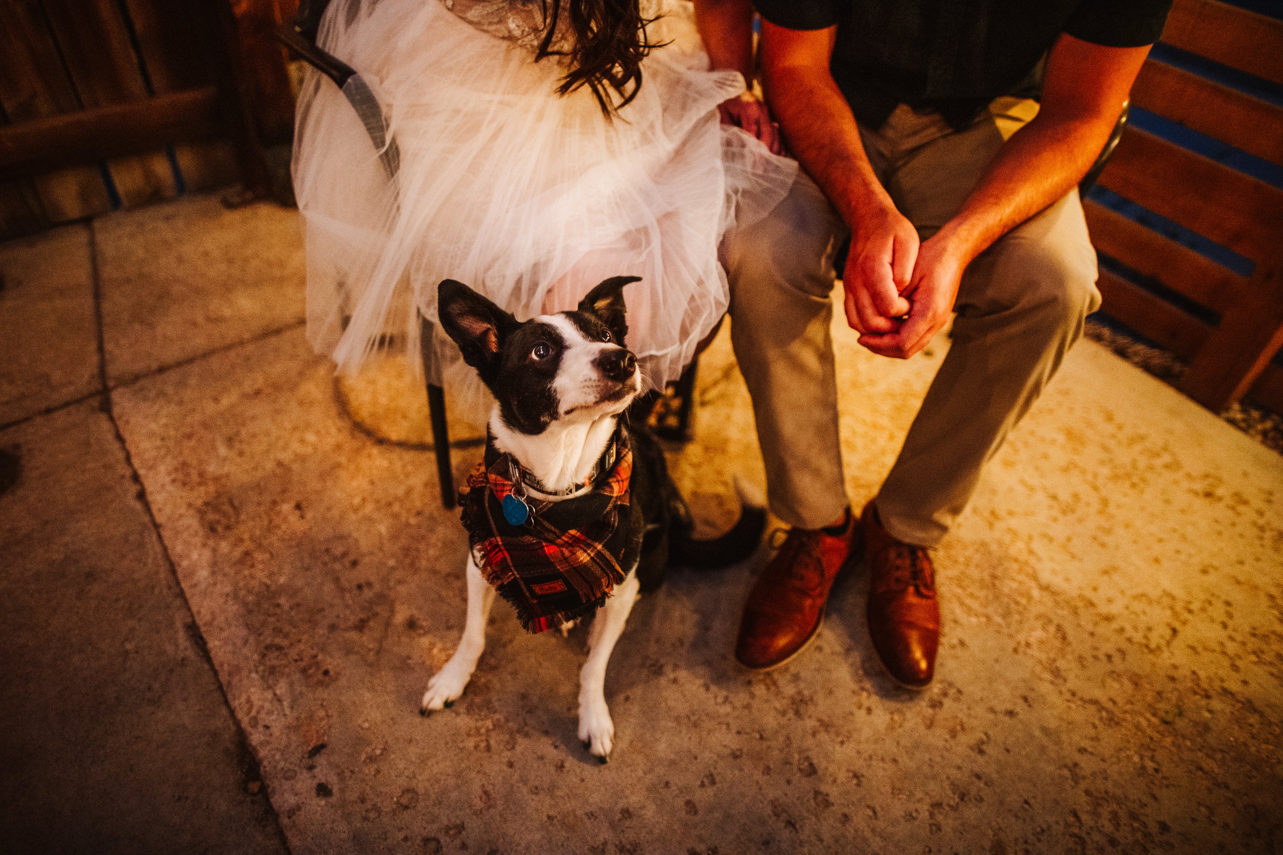 the doggo of the day 