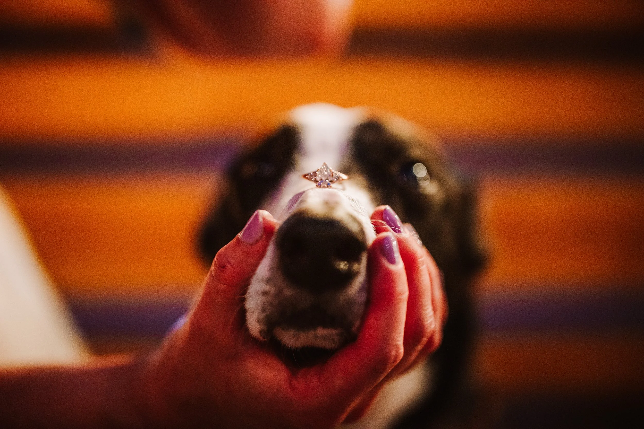 ring on the doggos nose 