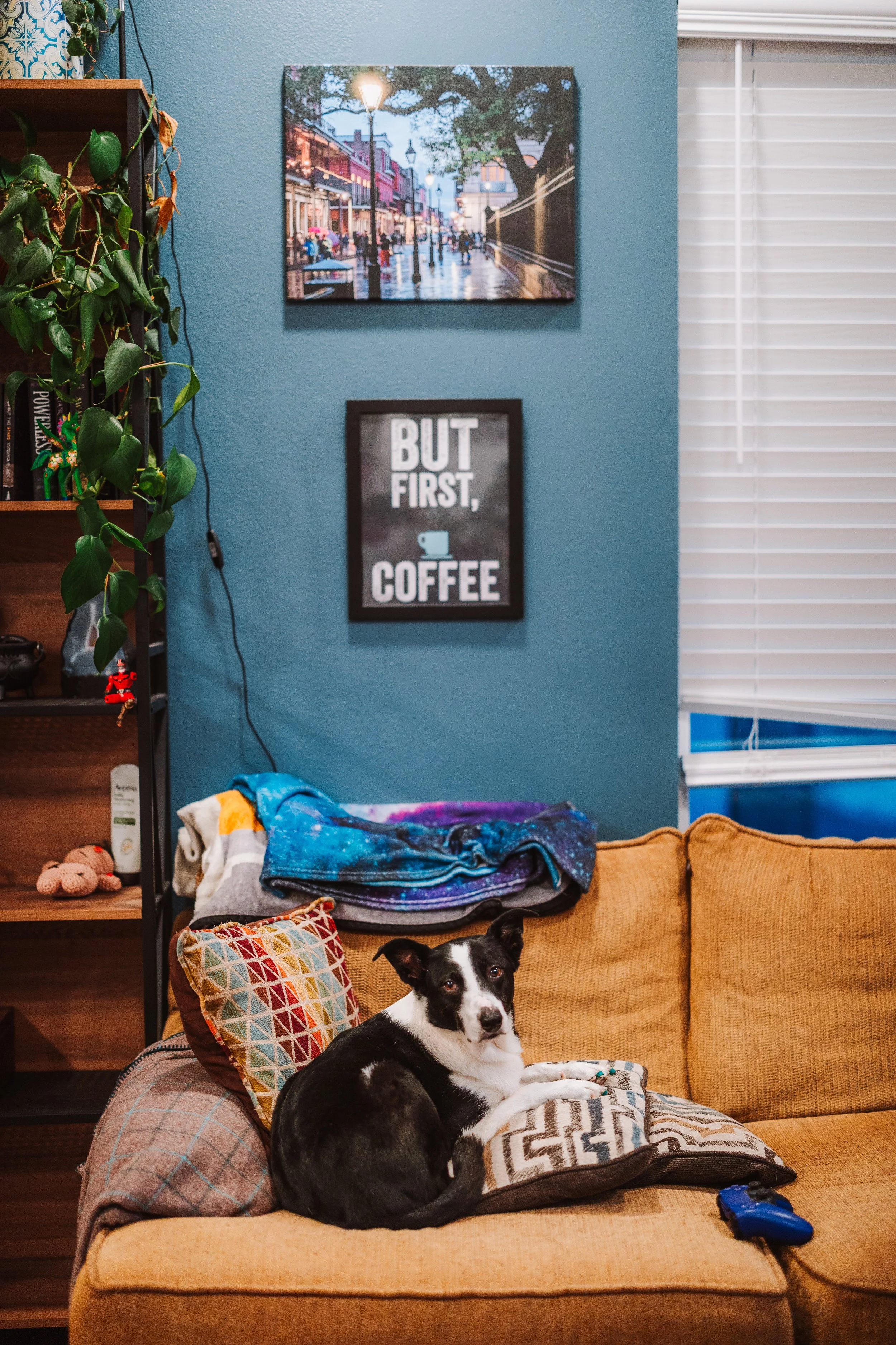 dog in your home 